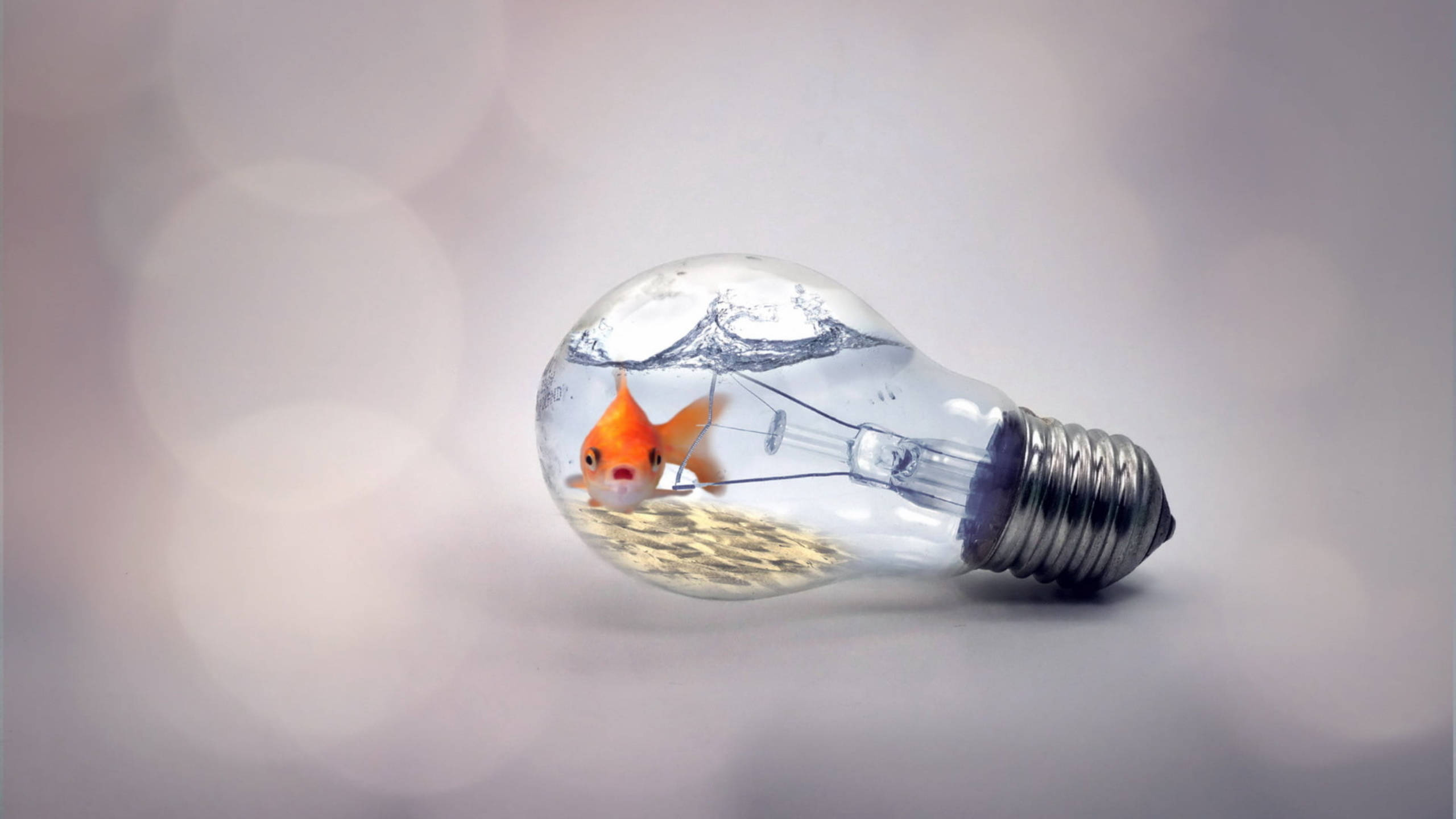 tiny goldfish, clear light bulb, water, 2K Desktop Wallpaper