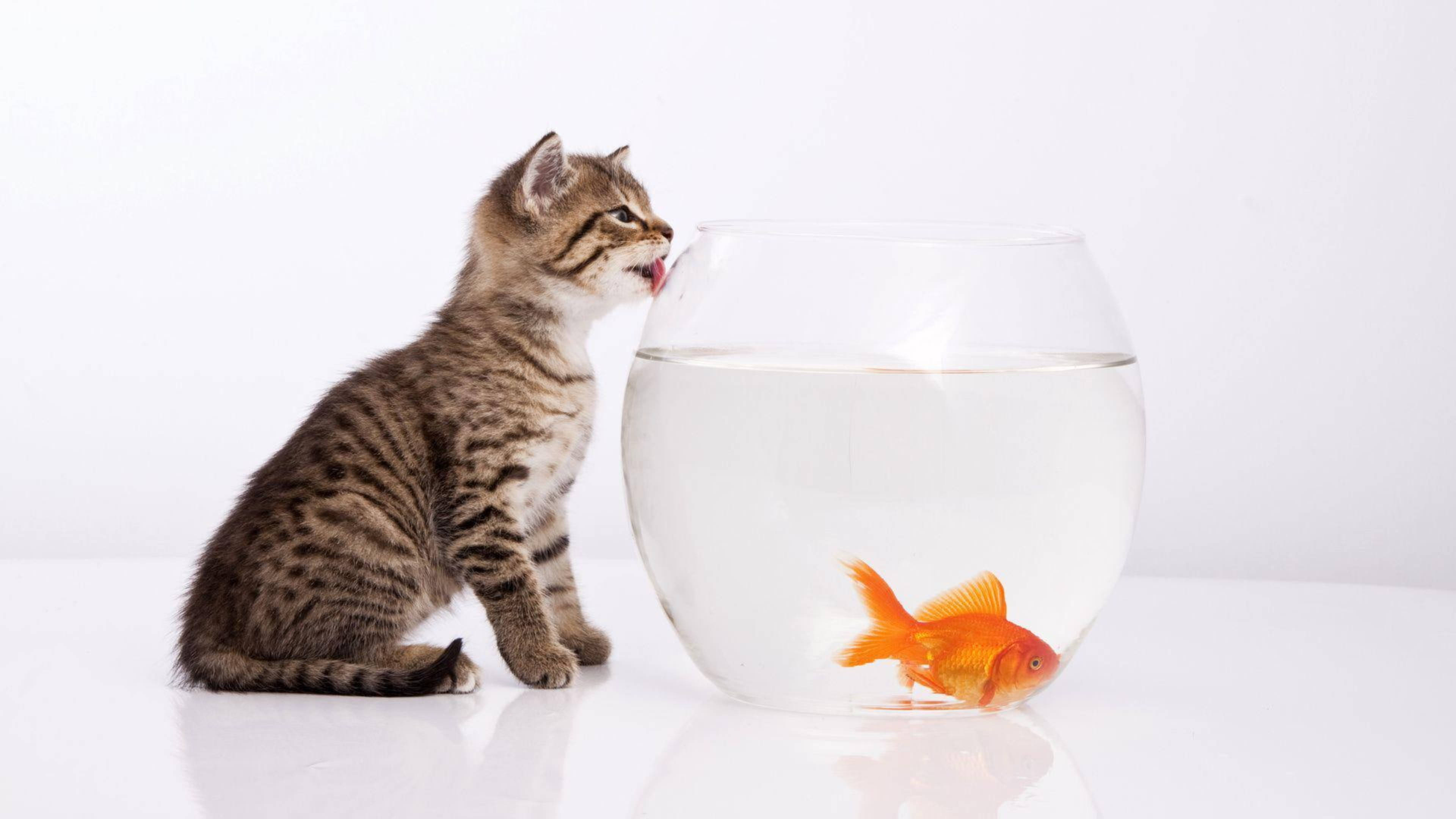 tabby kitten, glass bowl, bright orange goldfish, 4K Desktop Wallpaper