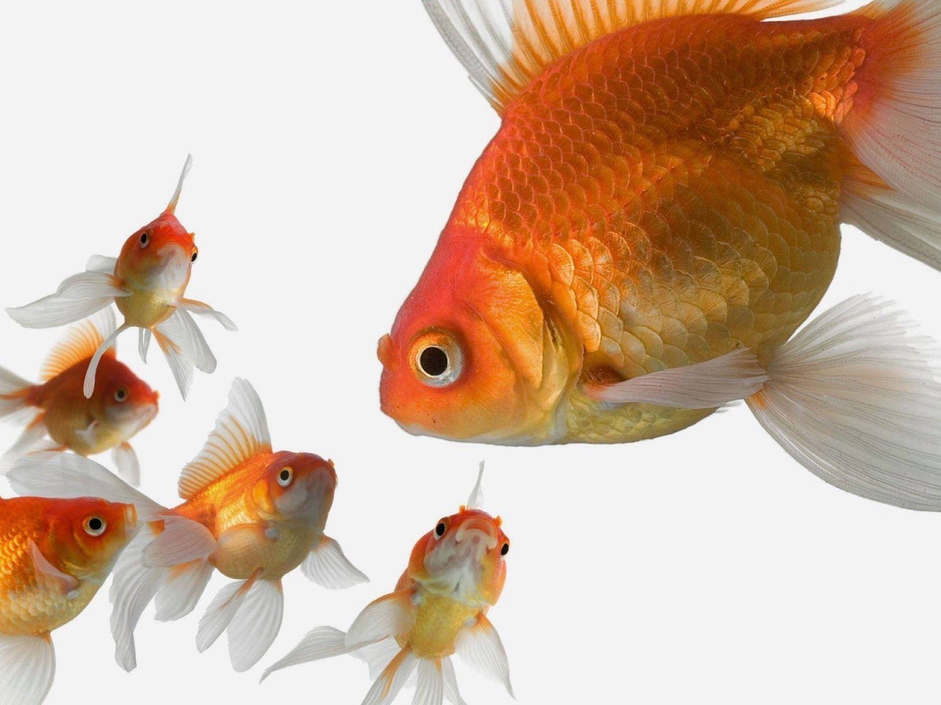 mom and baby goldfish, orange goldfish, white fins, Full HD Desktop Wallpaper