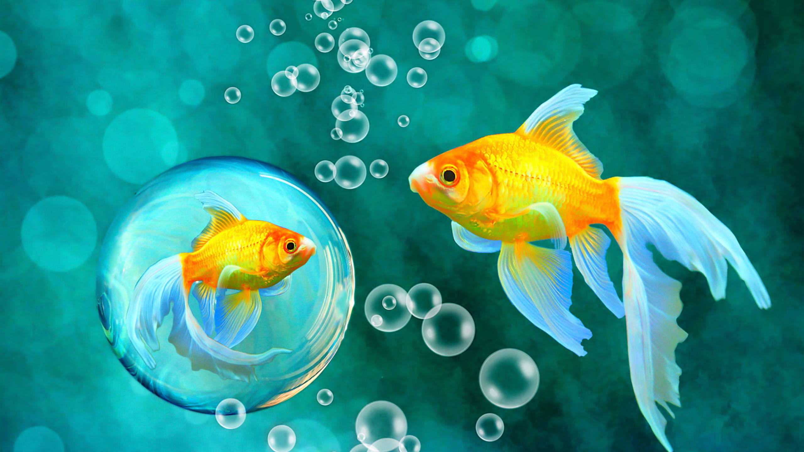 Goldfish, bubble, teal bokeh background, 2K Desktop Wallpaper