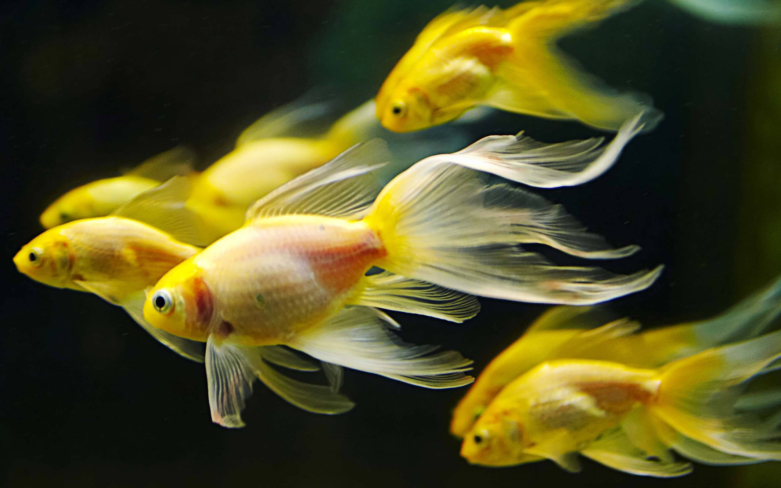 HD Fish, golden fish, flowing fins, 2K Desktop Wallpaper