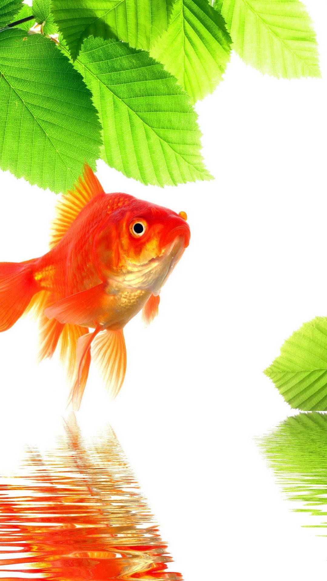 goldfish, orange, green leaves, Full HD Phone Wallpaper