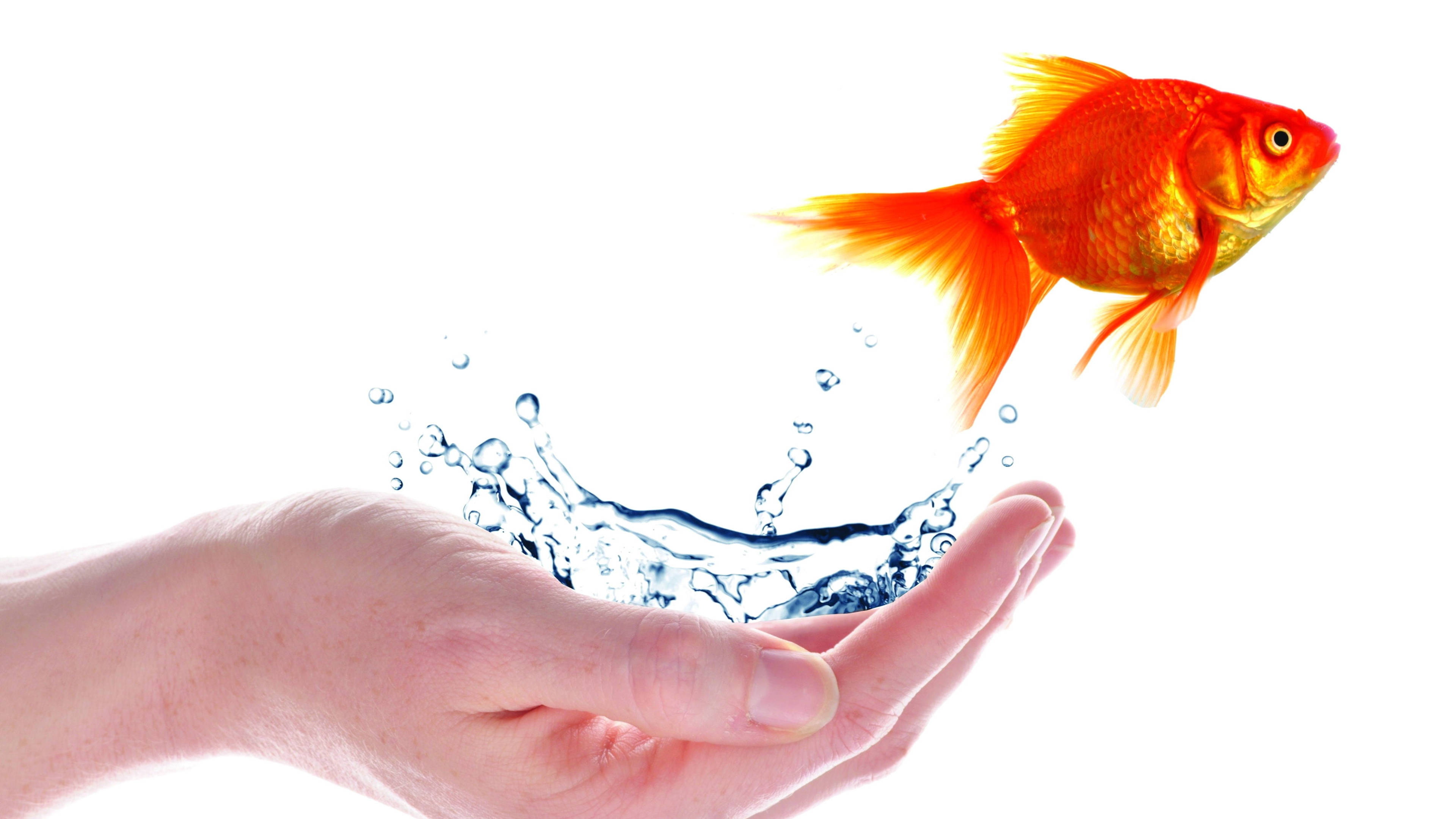 goldfish, hand, water, 4K Desktop Wallpaper