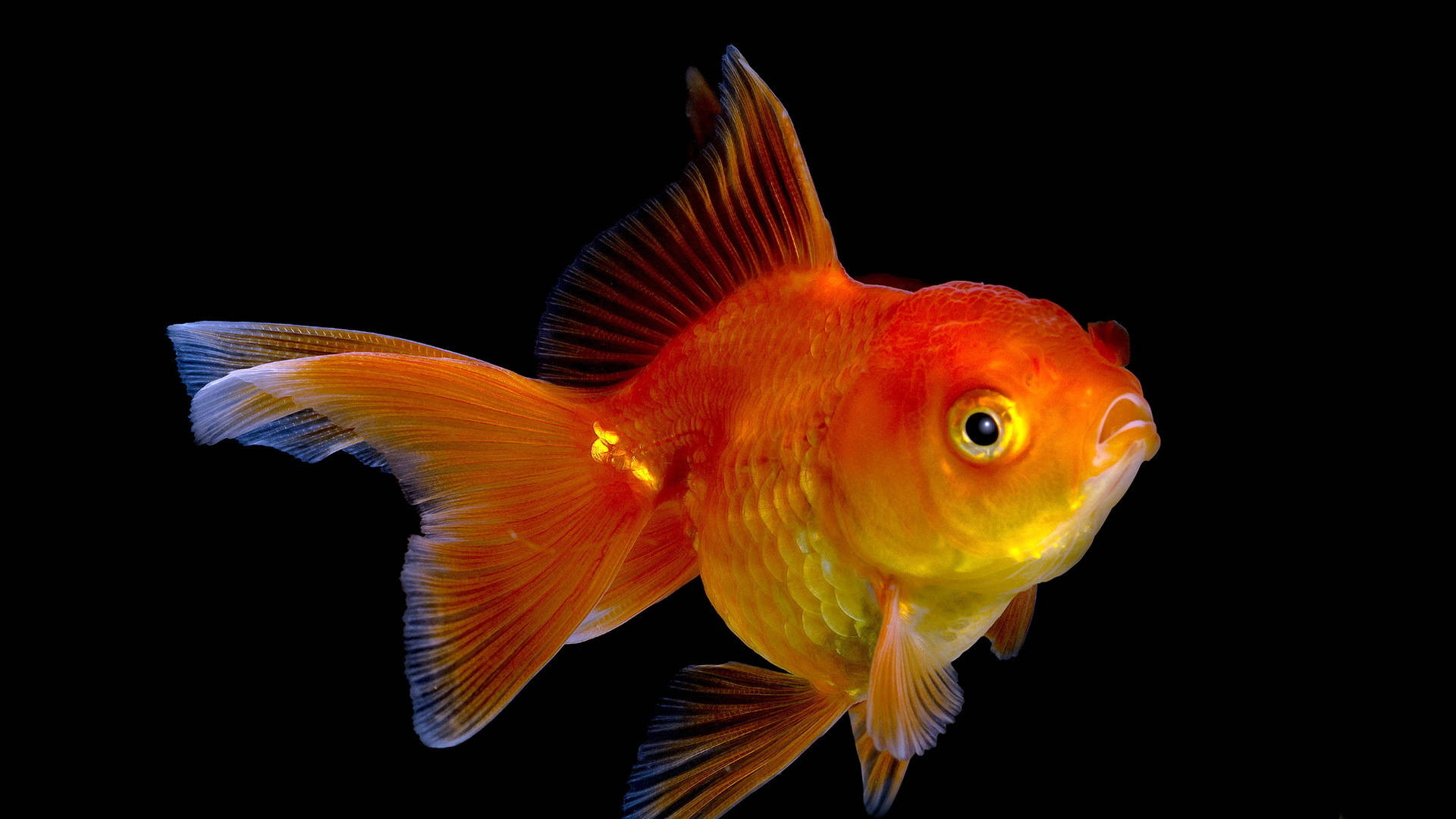 HD Fish, Cute Swimming Fantail, vibrant orange, Full HD Desktop Wallpaper