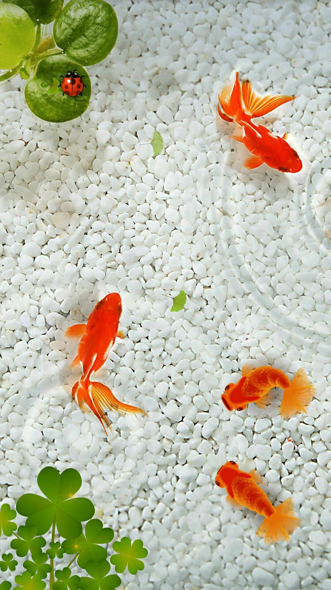 Aesthetic Goldfishes, vibrant orange, white gravel, Full HD Phone Wallpaper