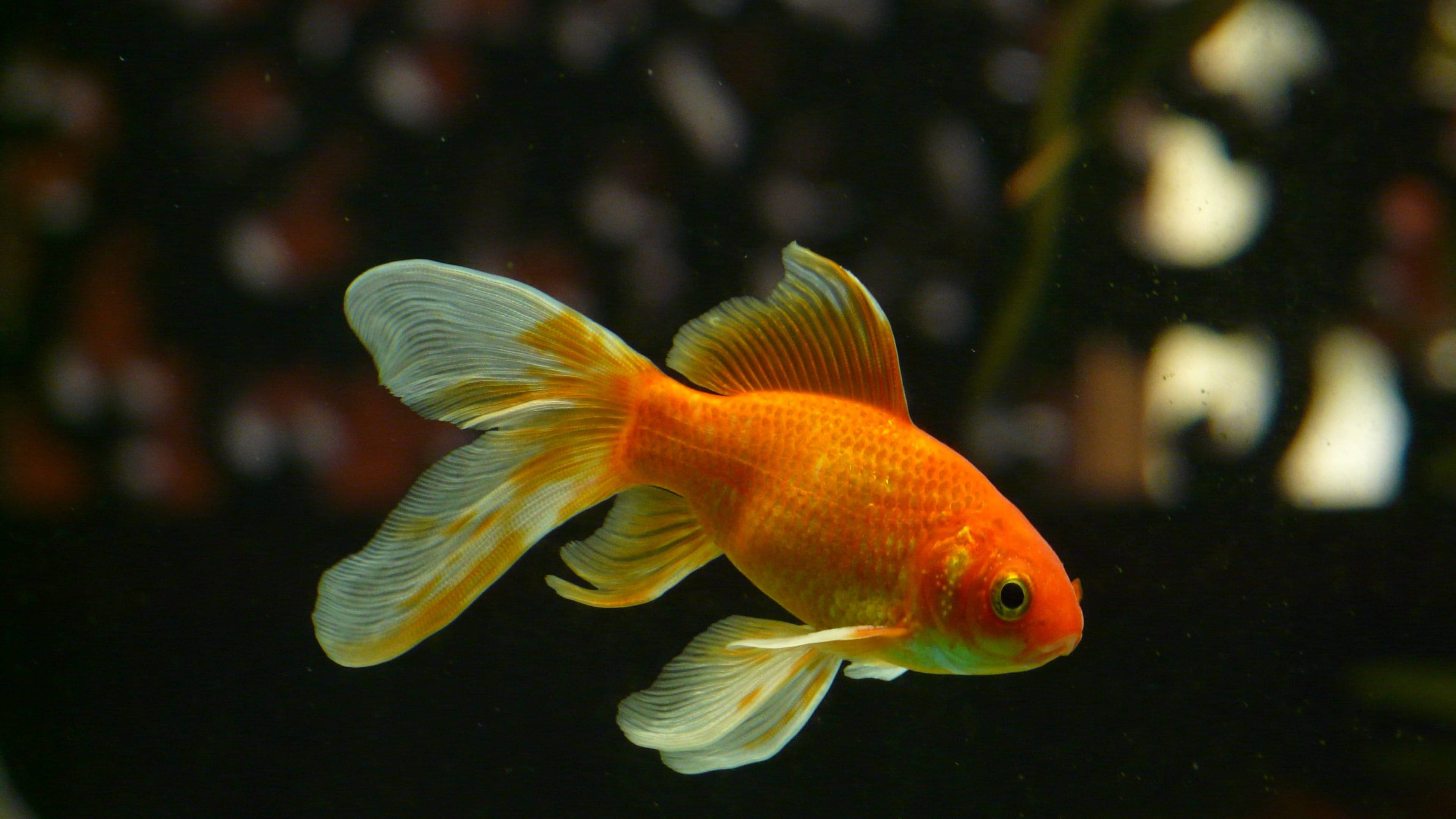 freshwater goldfish, vibrant orange, flowing white-tipped fins, 4K Desktop Wallpaper