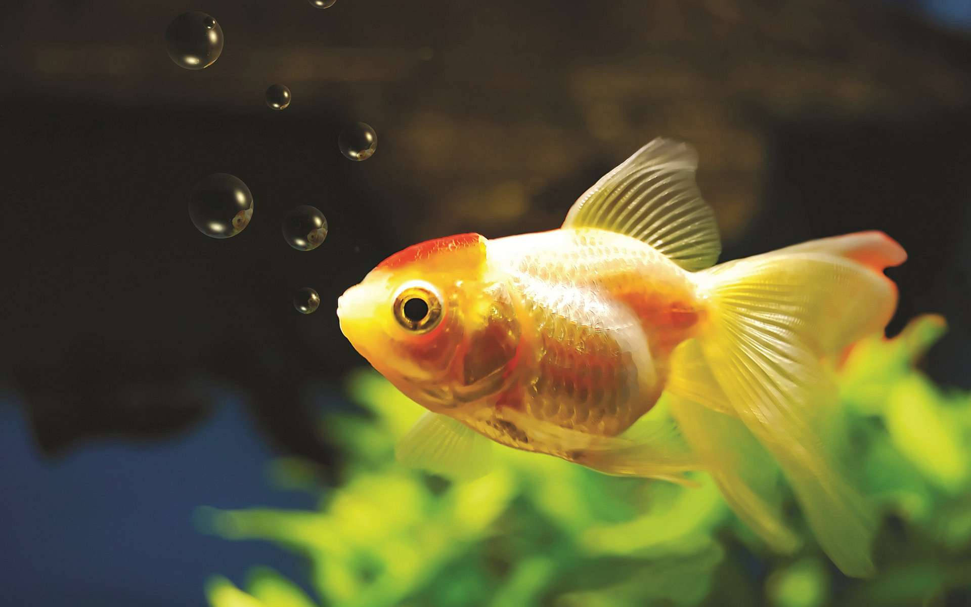 yellowish fancy goldfish, orange and white goldfish, green plants, Full HD Desktop Wallpaper