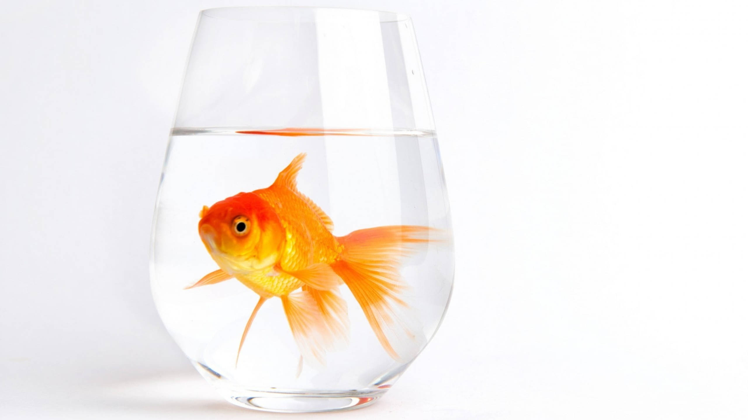 goldfish, glass, clear glass, 2K Desktop Wallpaper