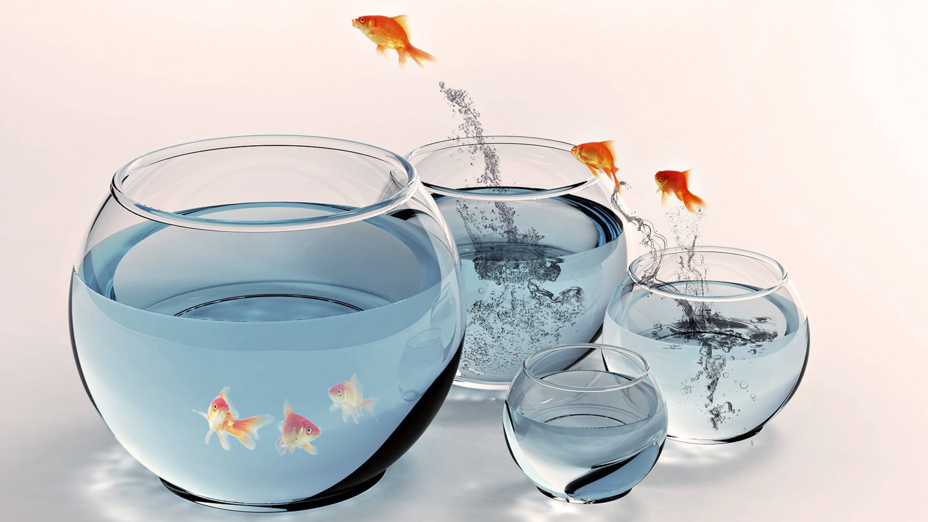 Jumping Comet Goldfishes, Golden fish, glass bowls, 4K Desktop Wallpaper