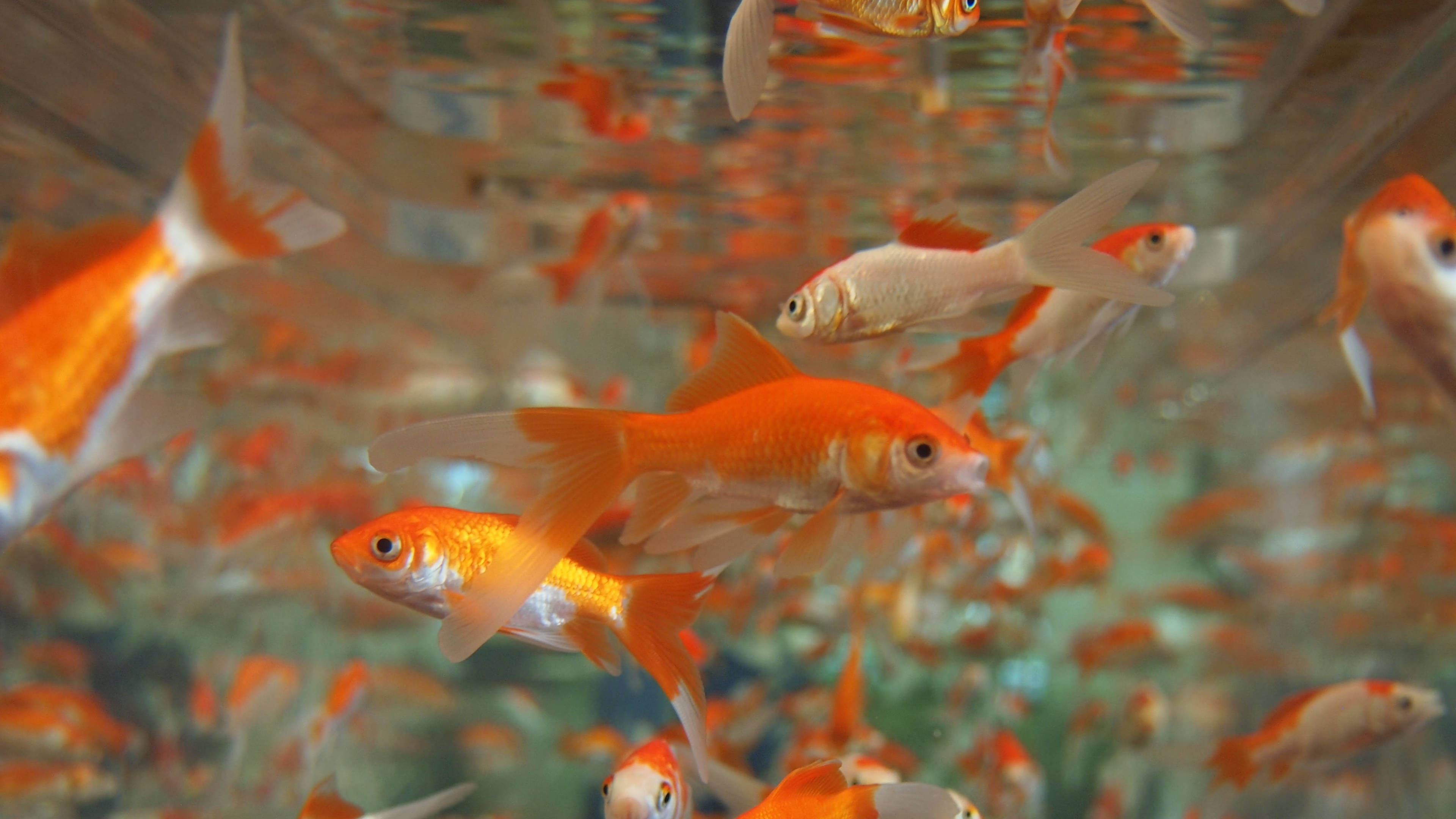 goldfish, orange and white, sunlit aquarium, 4K Desktop Wallpaper