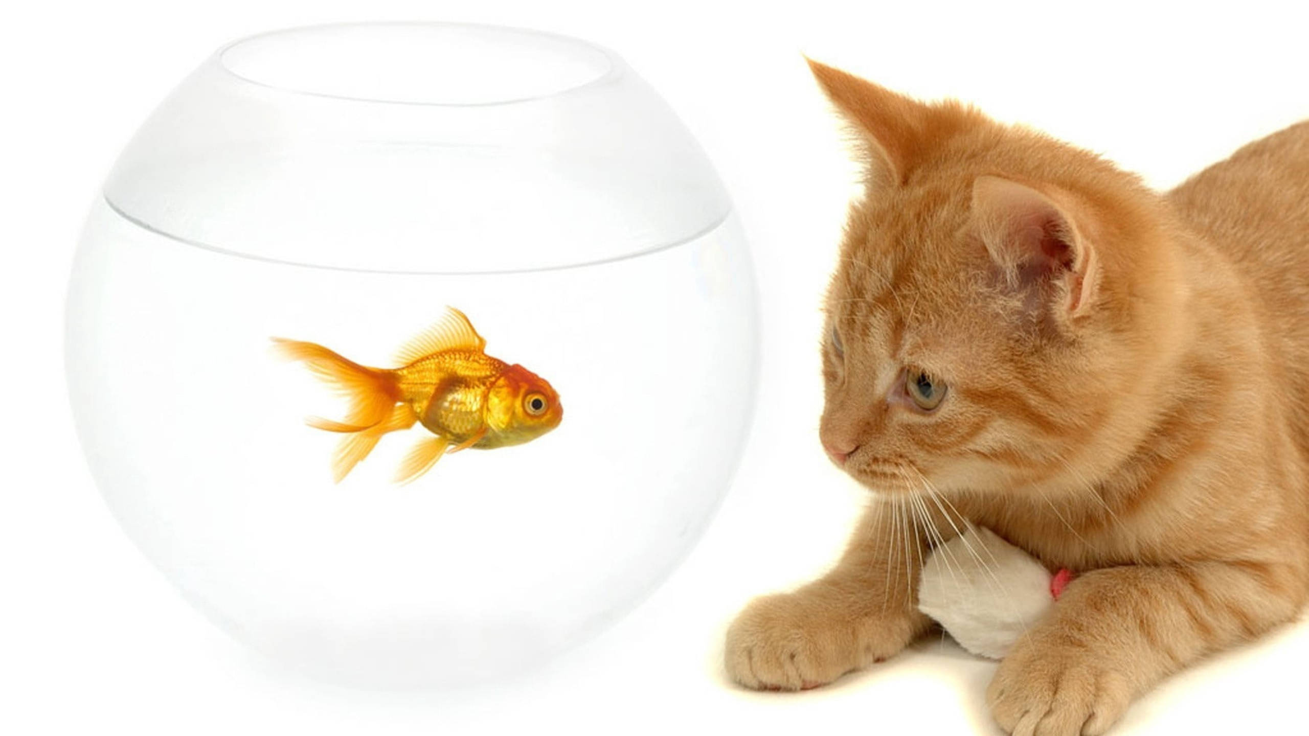 goldfish, orange tabby cat, clear round bowl, 2K Desktop Wallpaper