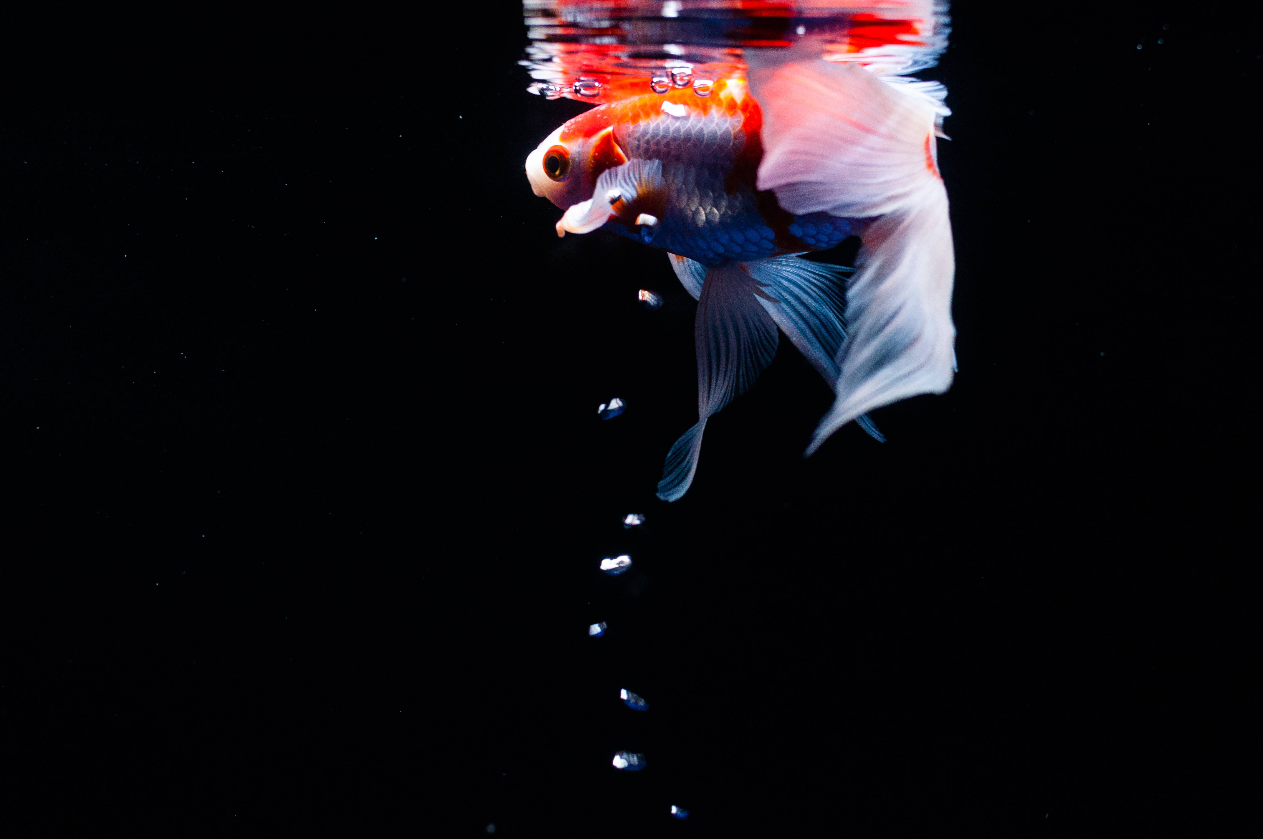 vibrant orange and white goldfish, water's surface, stark black background, 4K Desktop Wallpaper