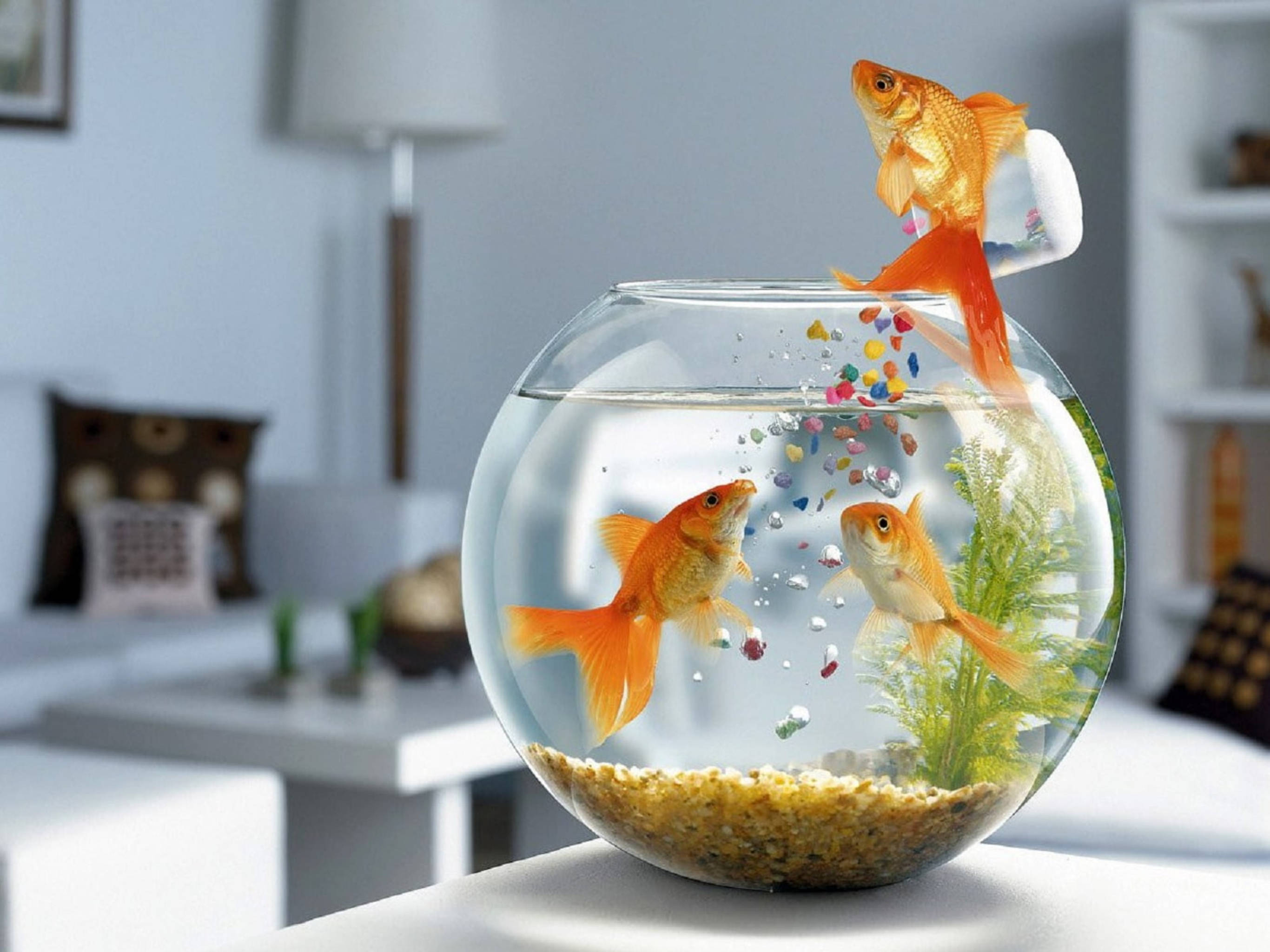 fancy goldfishes, round bowl, colorful pebbles, 2K Desktop Wallpaper