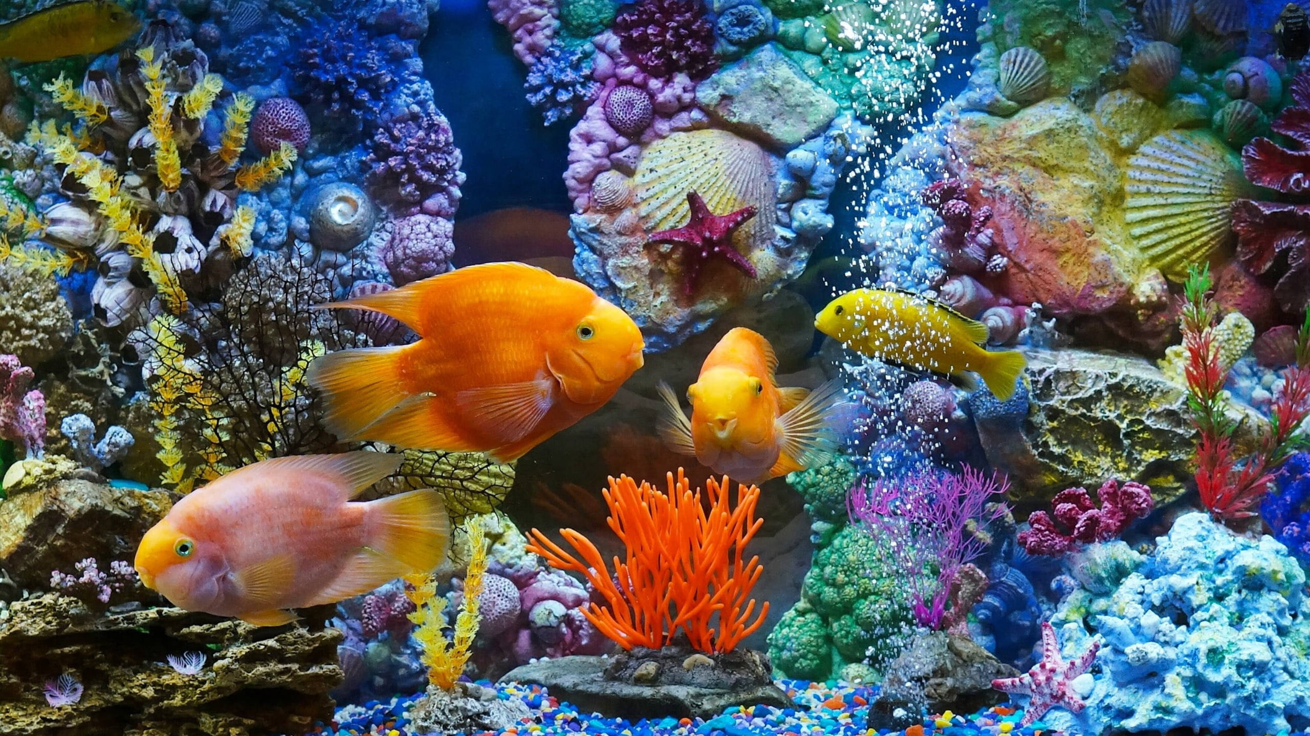 vibrant goldfish, orange, pink, 2K Desktop Wallpaper
