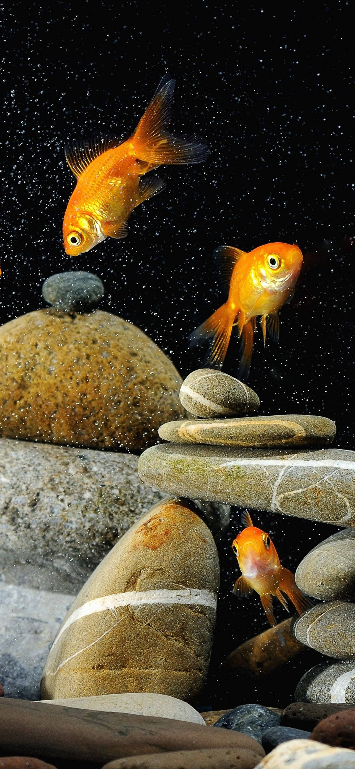 goldfish, river stones, dark speckled background, 2K Phone Wallpaper