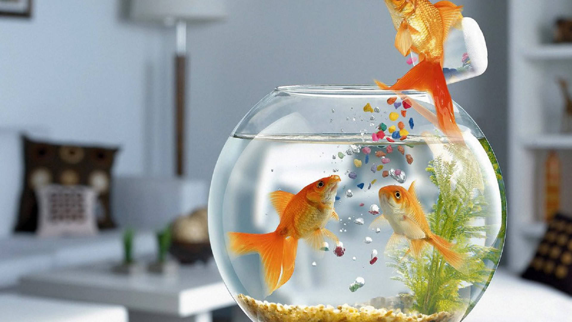 HD Fish, goldfish, round bowl, Full HD Desktop Wallpaper