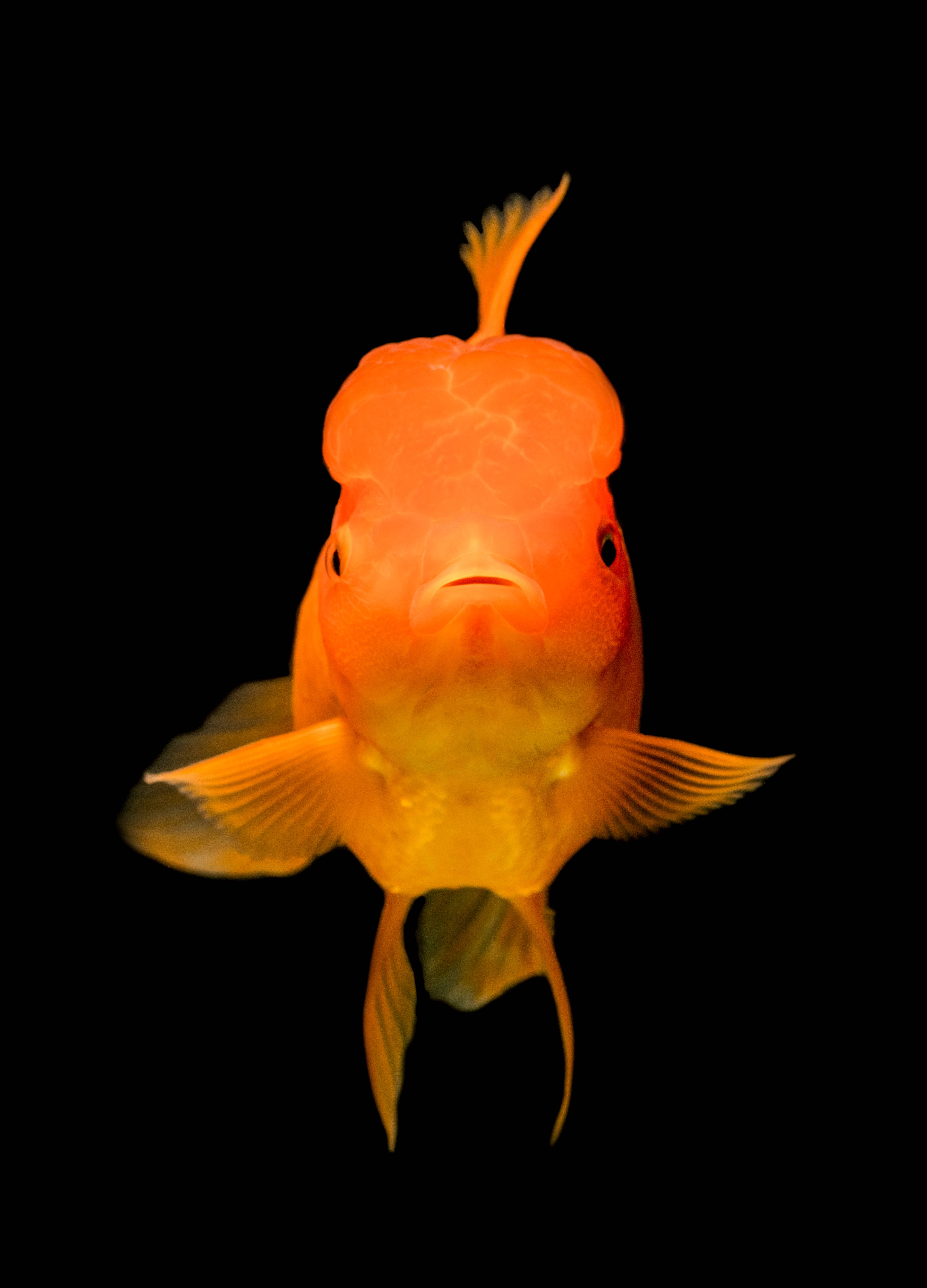 tropical paradise, underwater, vibrant school of fish, 4K Phone Wallpaper