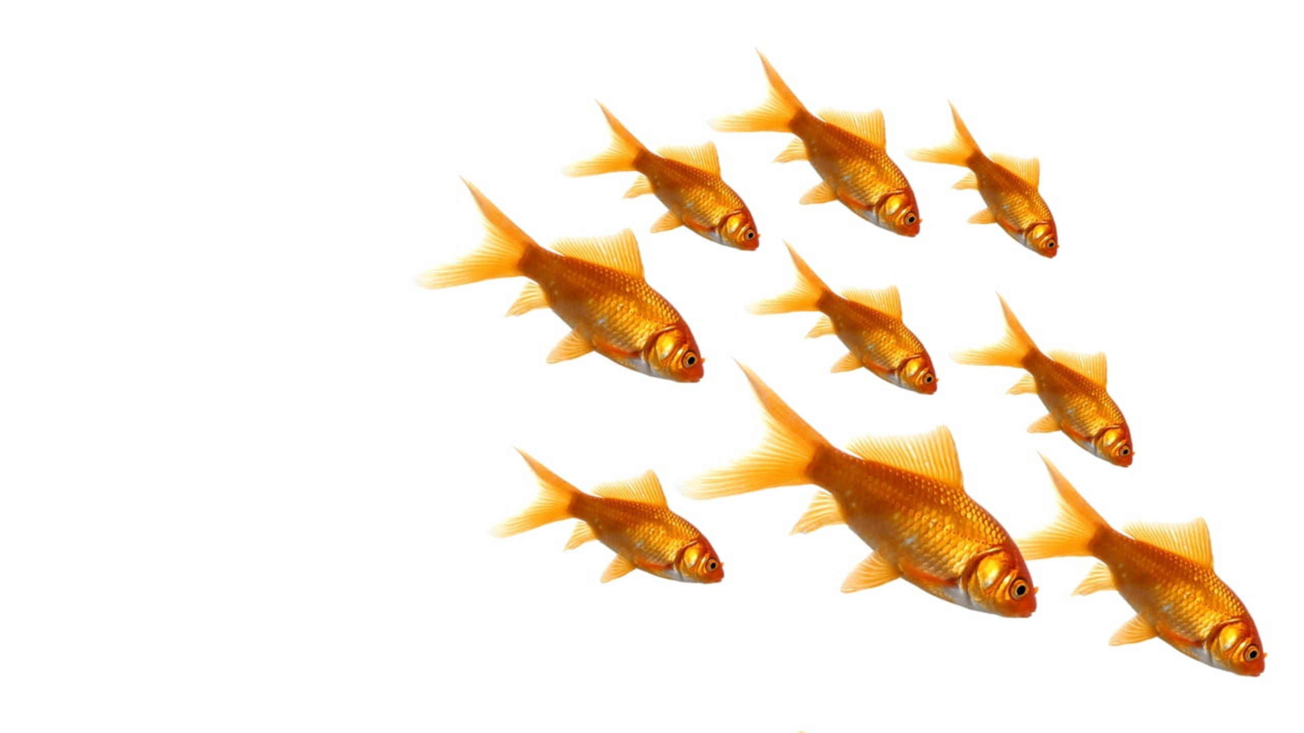 nine common goldfish, vibrant orange, school of goldfish, 2K Desktop Wallpaper