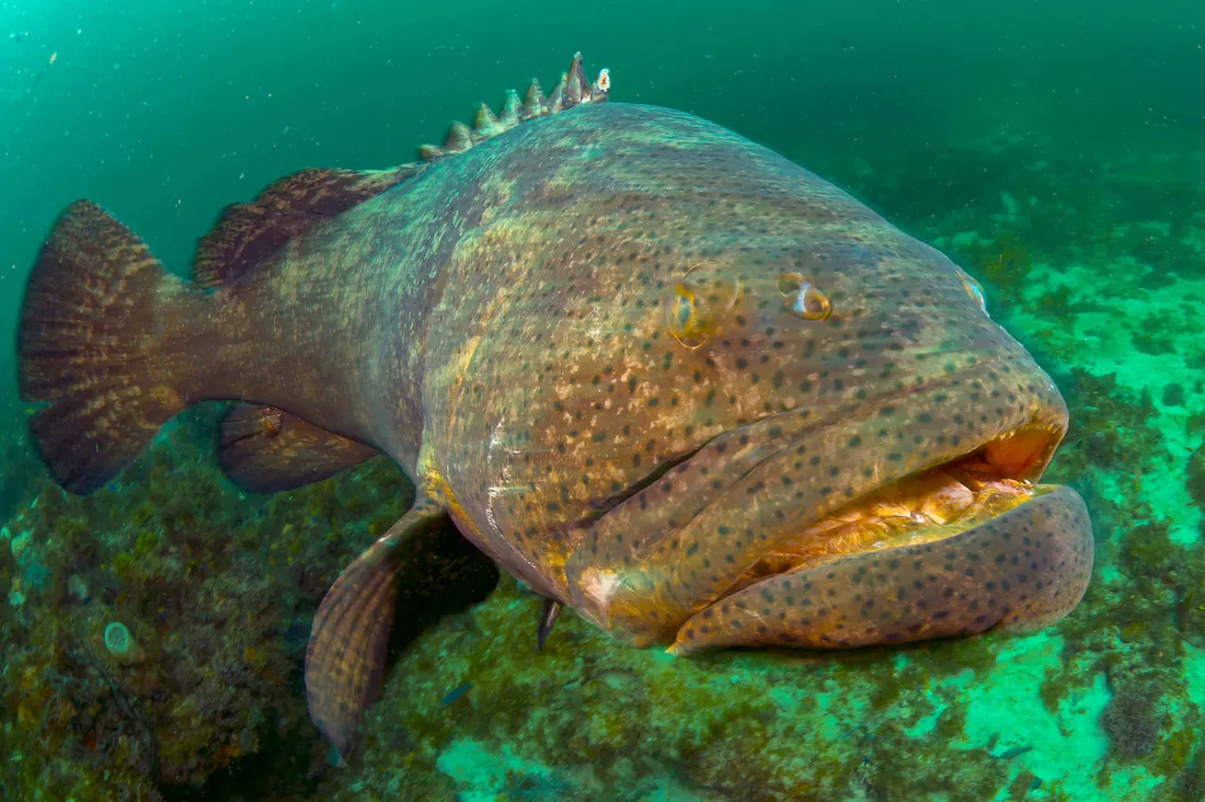 Goliath Grouper