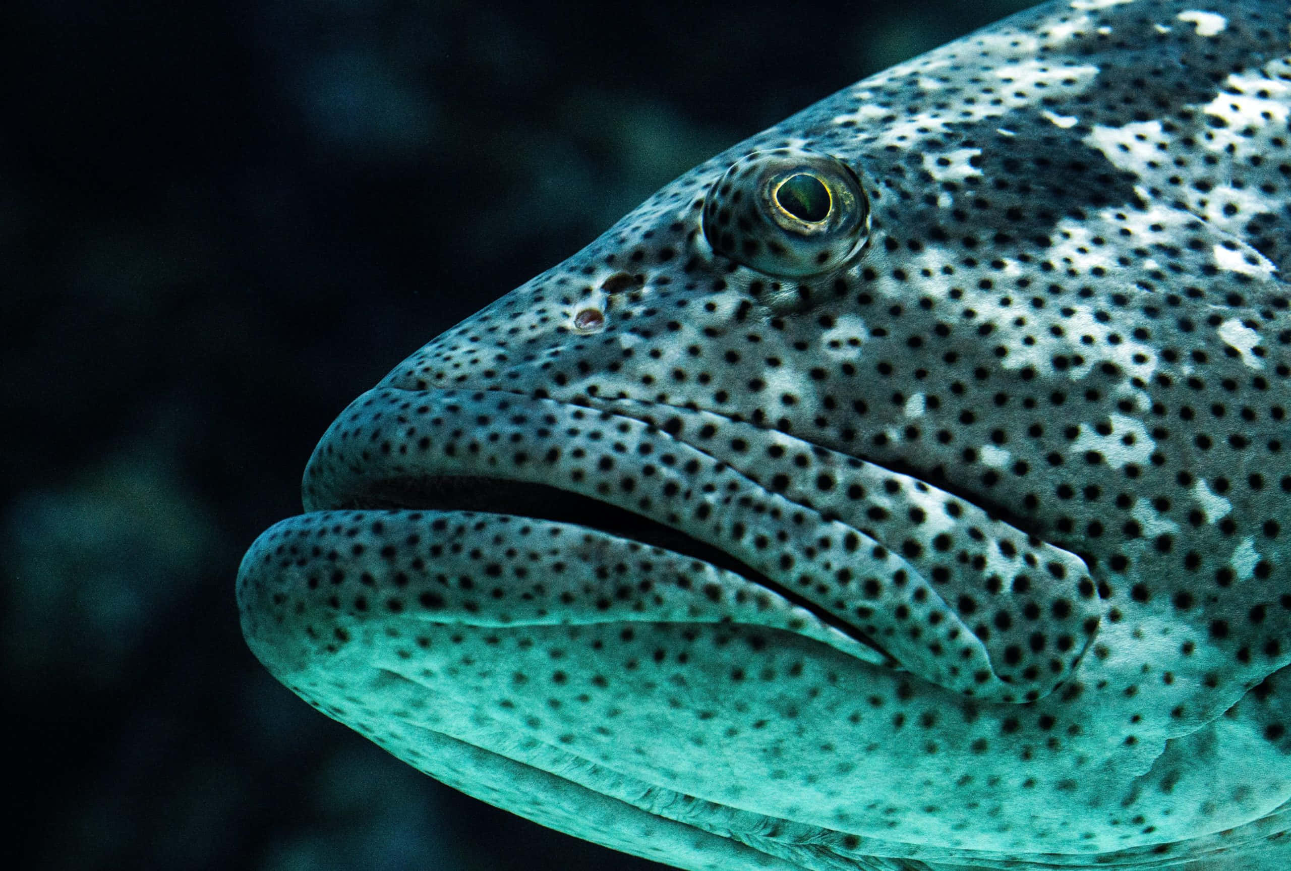 Goliath Grouper, spotted fish head, textured scales, 2K Desktop Wallpaper