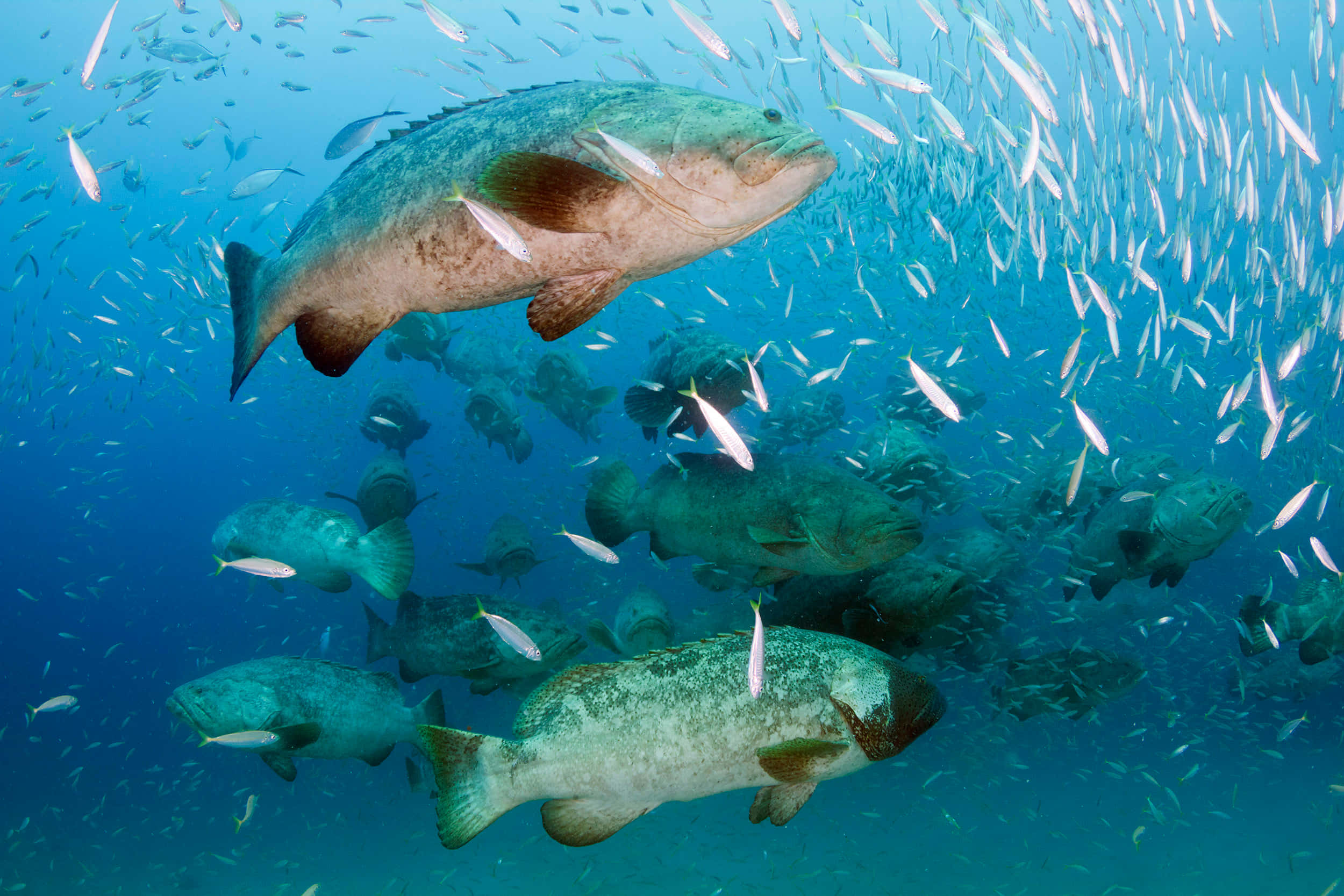 Goliath Grouper, school of silver fish, clear turquoise ocean waters, Full HD Desktop Wallpaper