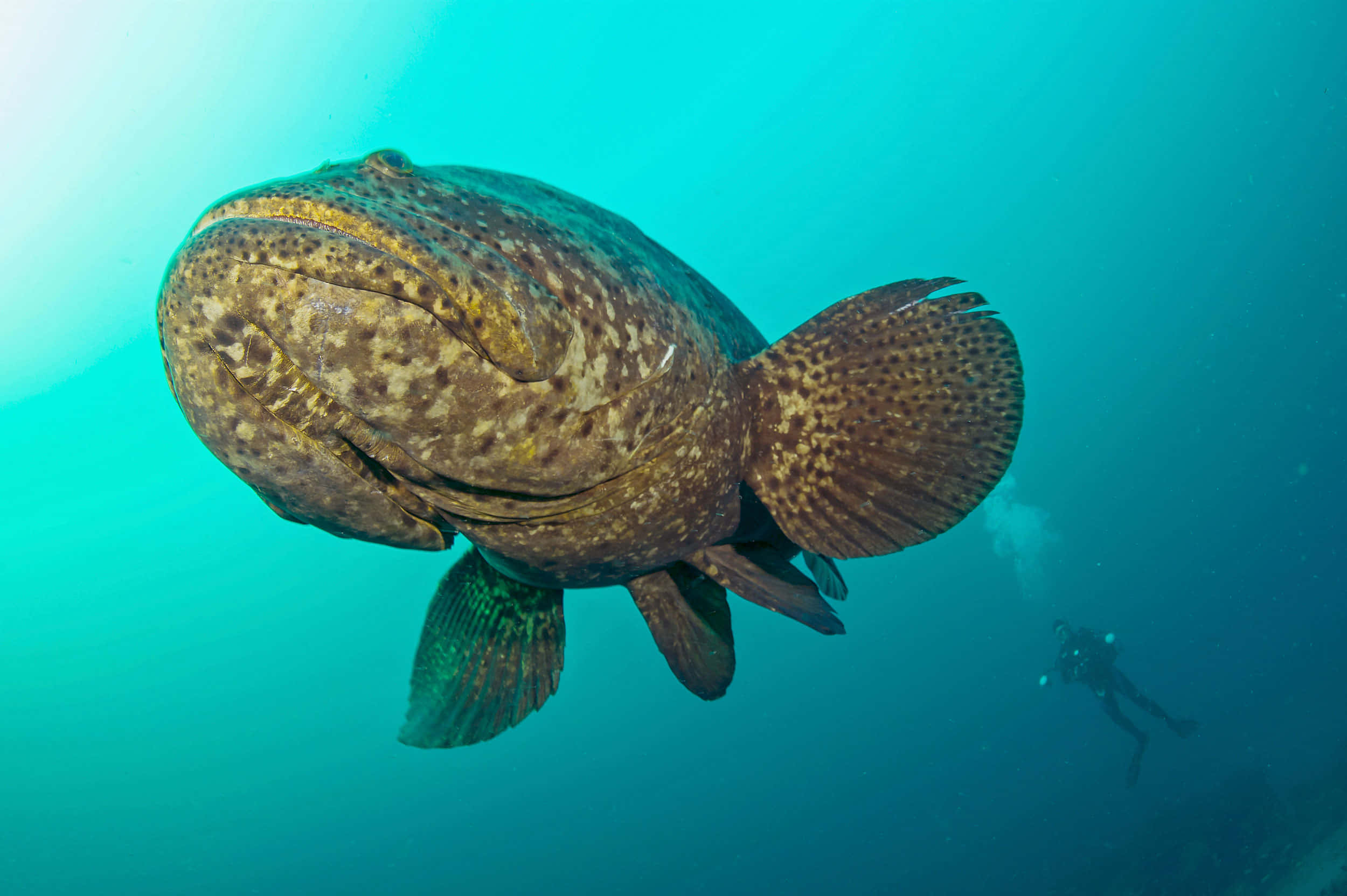 Goliath Grouper, diver, clear turquoise water, Full HD Desktop Wallpaper