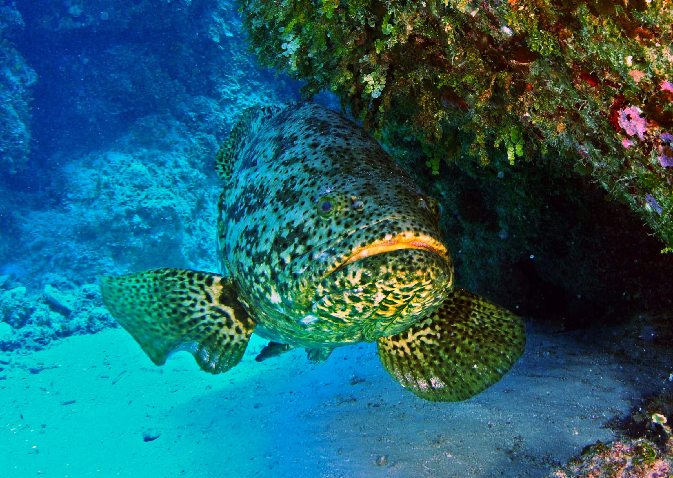 Goliath Grouper, coral reef, clear blue water, Full HD Desktop Wallpaper