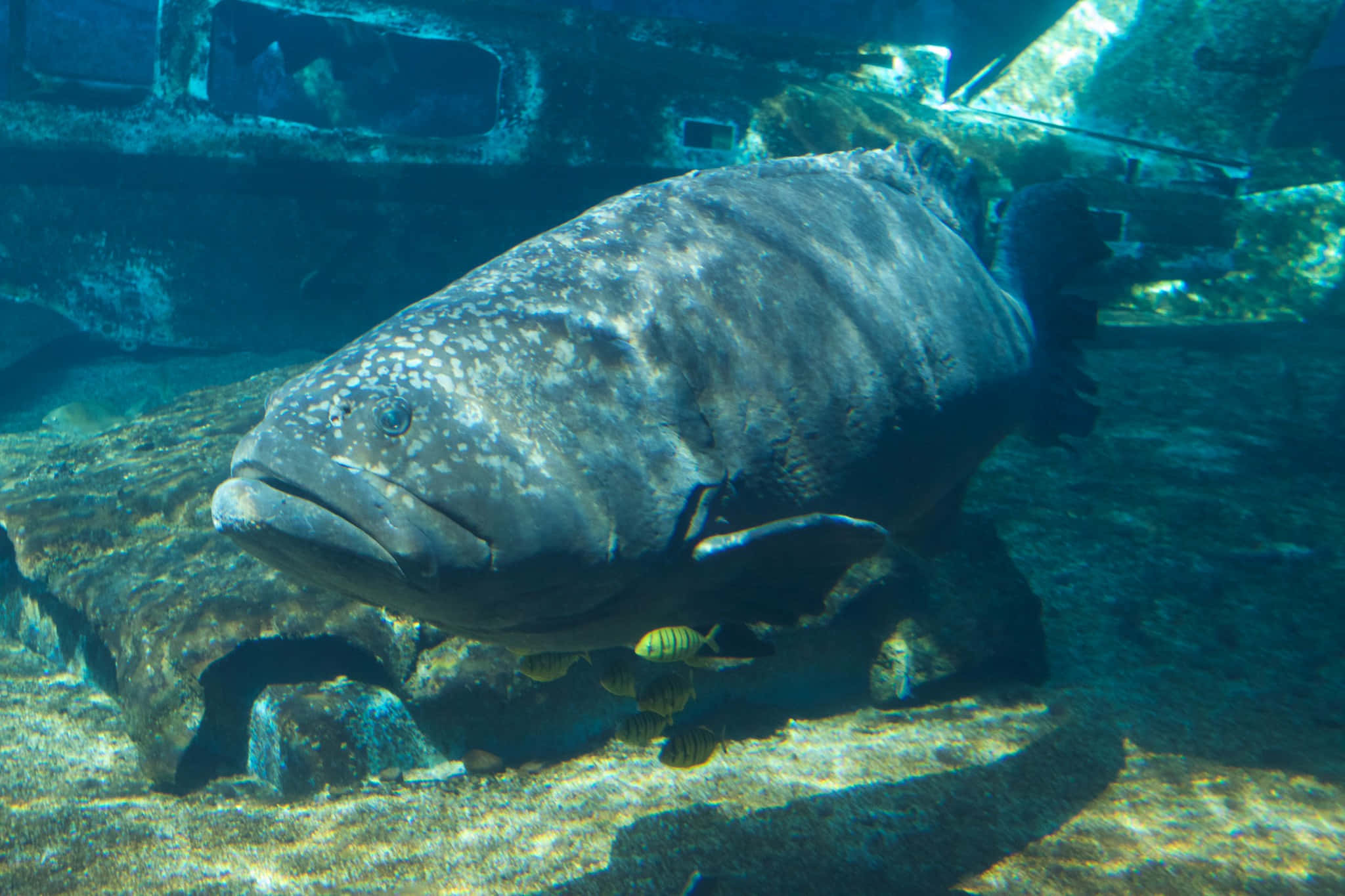 Goliath Grouper, sunken shipwreck, striped fish, Full HD Desktop Wallpaper