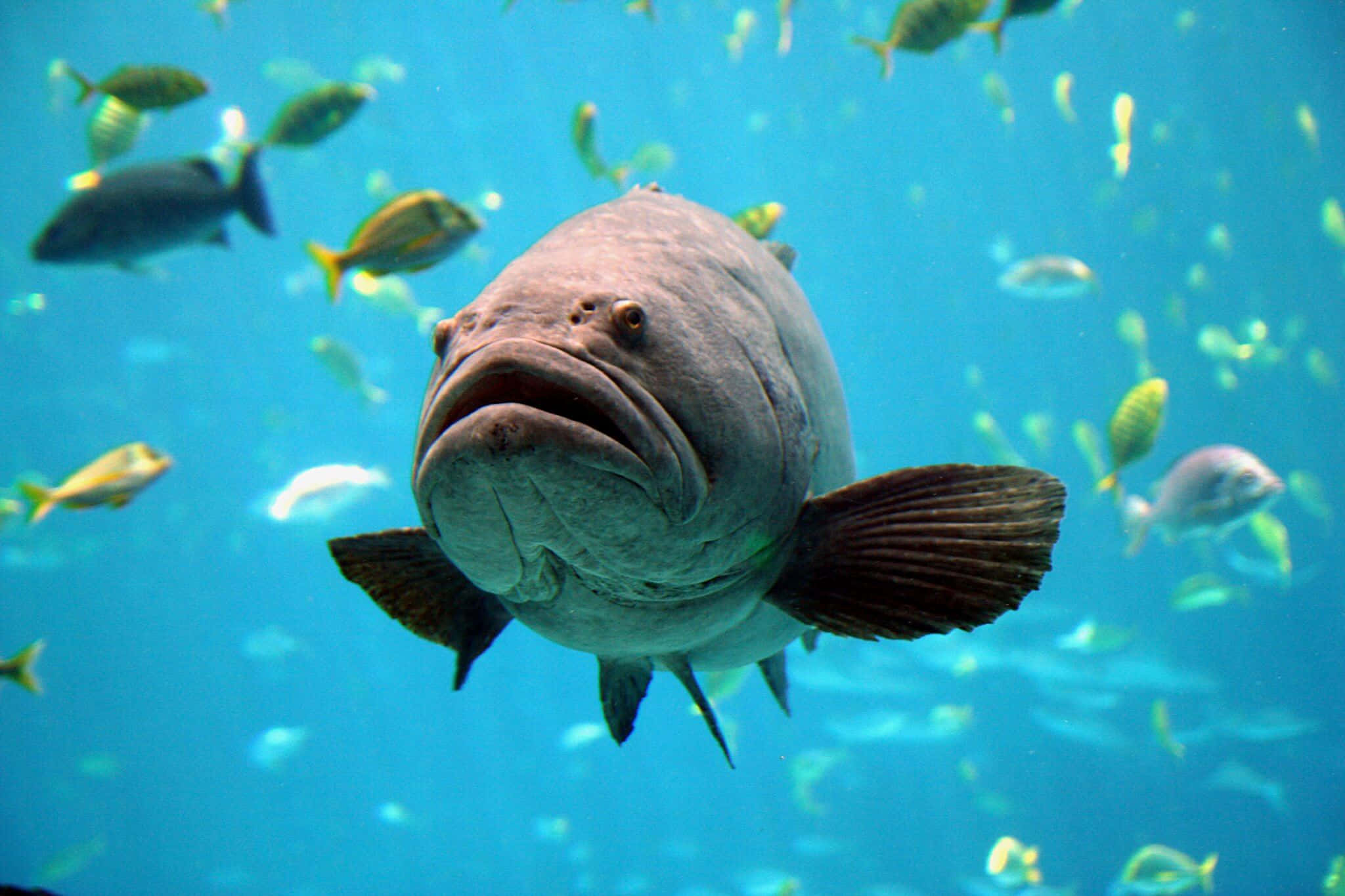 Goliath Grouper, grey, vibrant blue ocean, Full HD Desktop Wallpaper