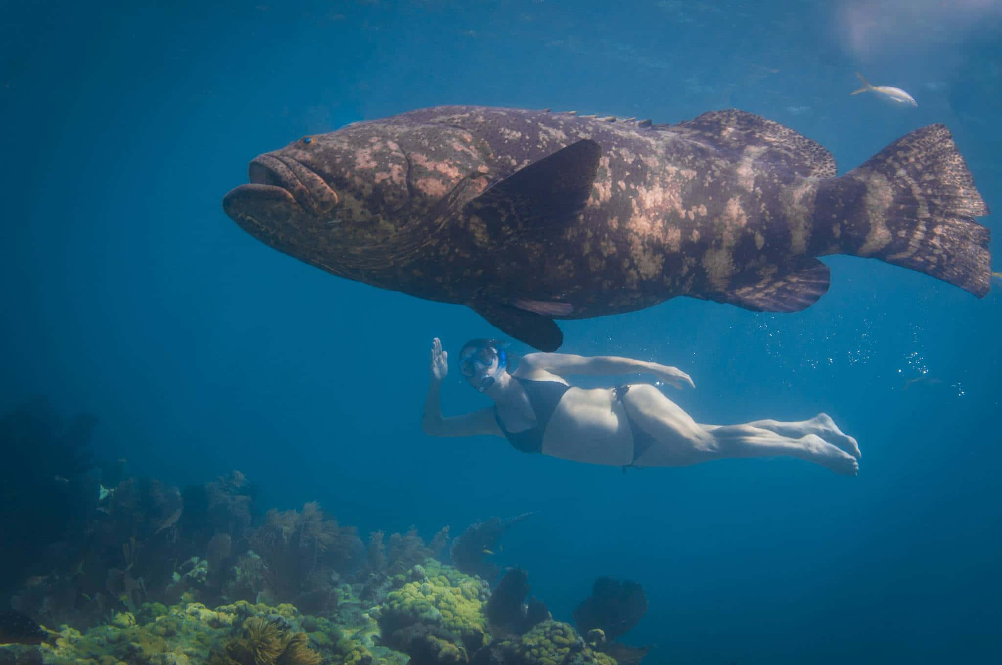 Goliath Grouper, snorkeler, vibrant coral reef, Full HD Desktop Wallpaper