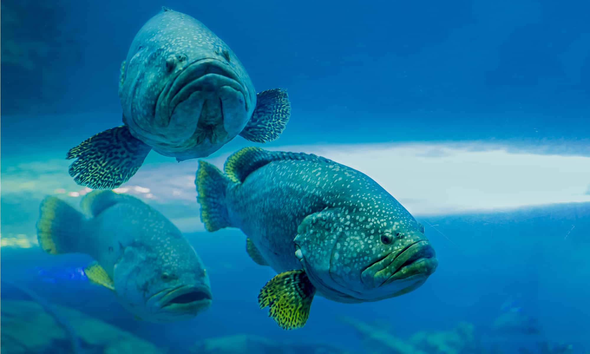 Goliath Grouper, trio, underwater, Full HD Desktop Wallpaper