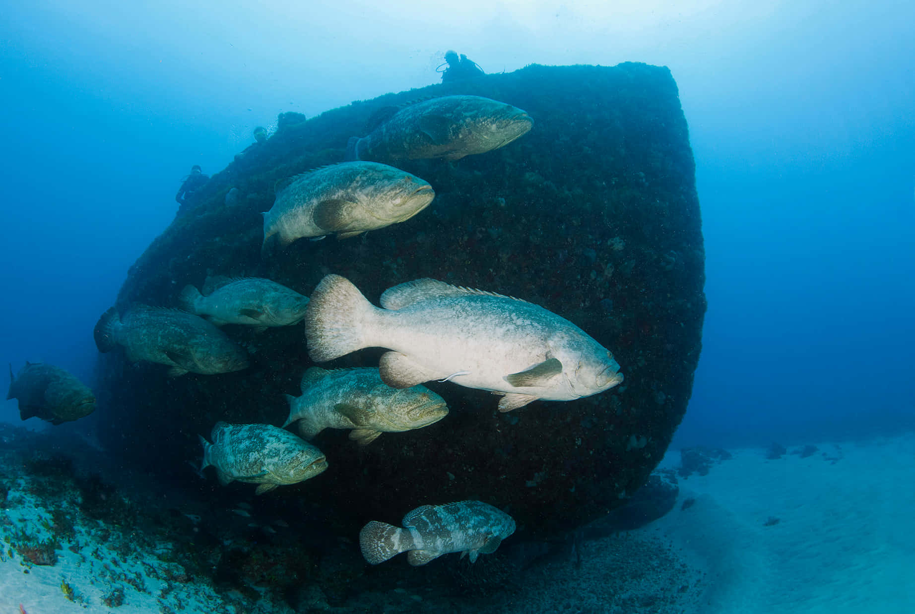 Goliath Grouper, school, wreck, HD Desktop Wallpaper