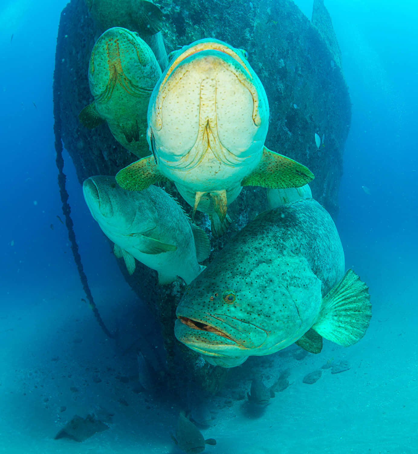 Goliath Grouper, school, sunken shipwreck, HD Phone Wallpaper