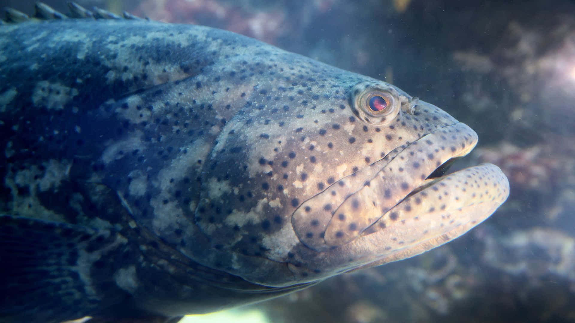 Goliath Grouper, speckled fish, red eye, Full HD Desktop Wallpaper