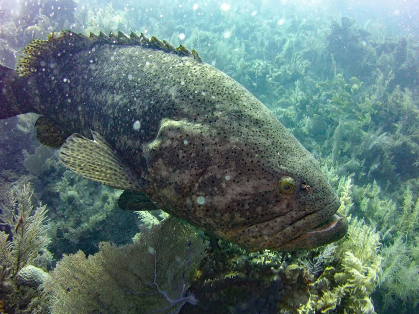 Goliath Grouper, underwater reef, green coral, HD Desktop Wallpaper