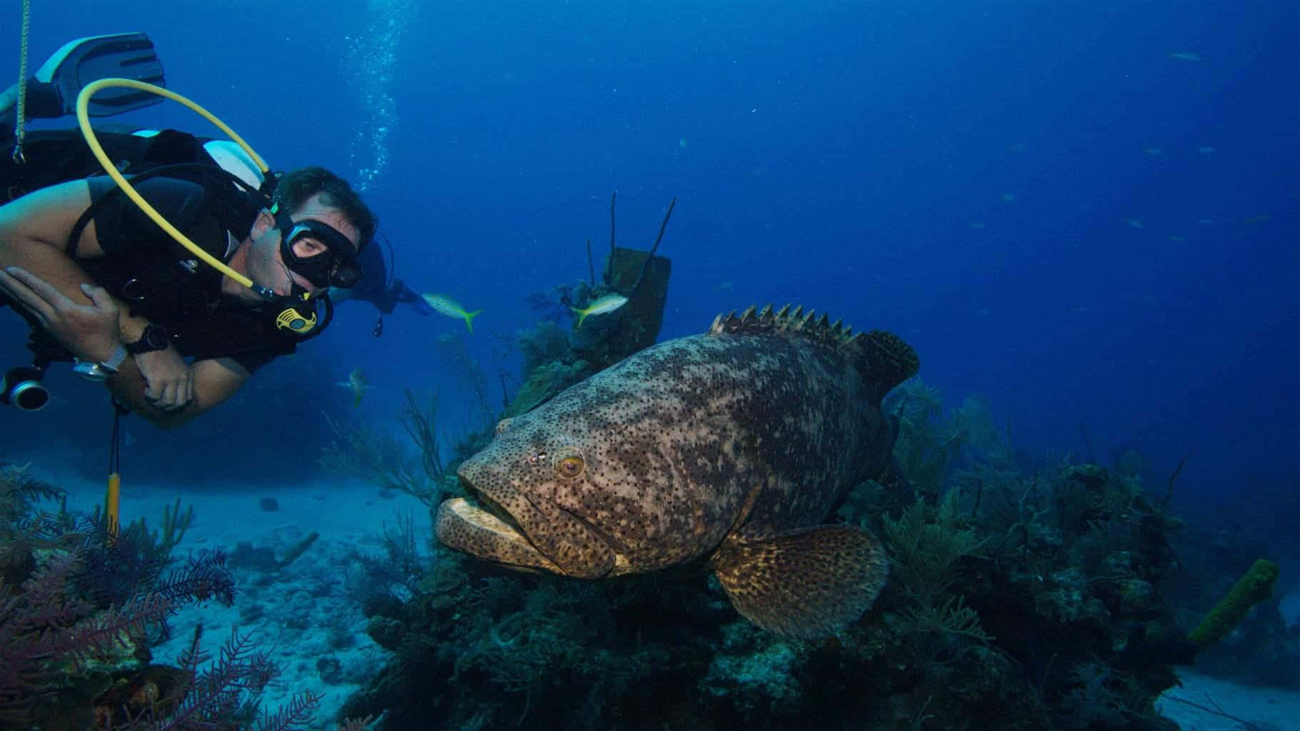 Goliath Grouper, scuba diver, black gear, HD Desktop Wallpaper