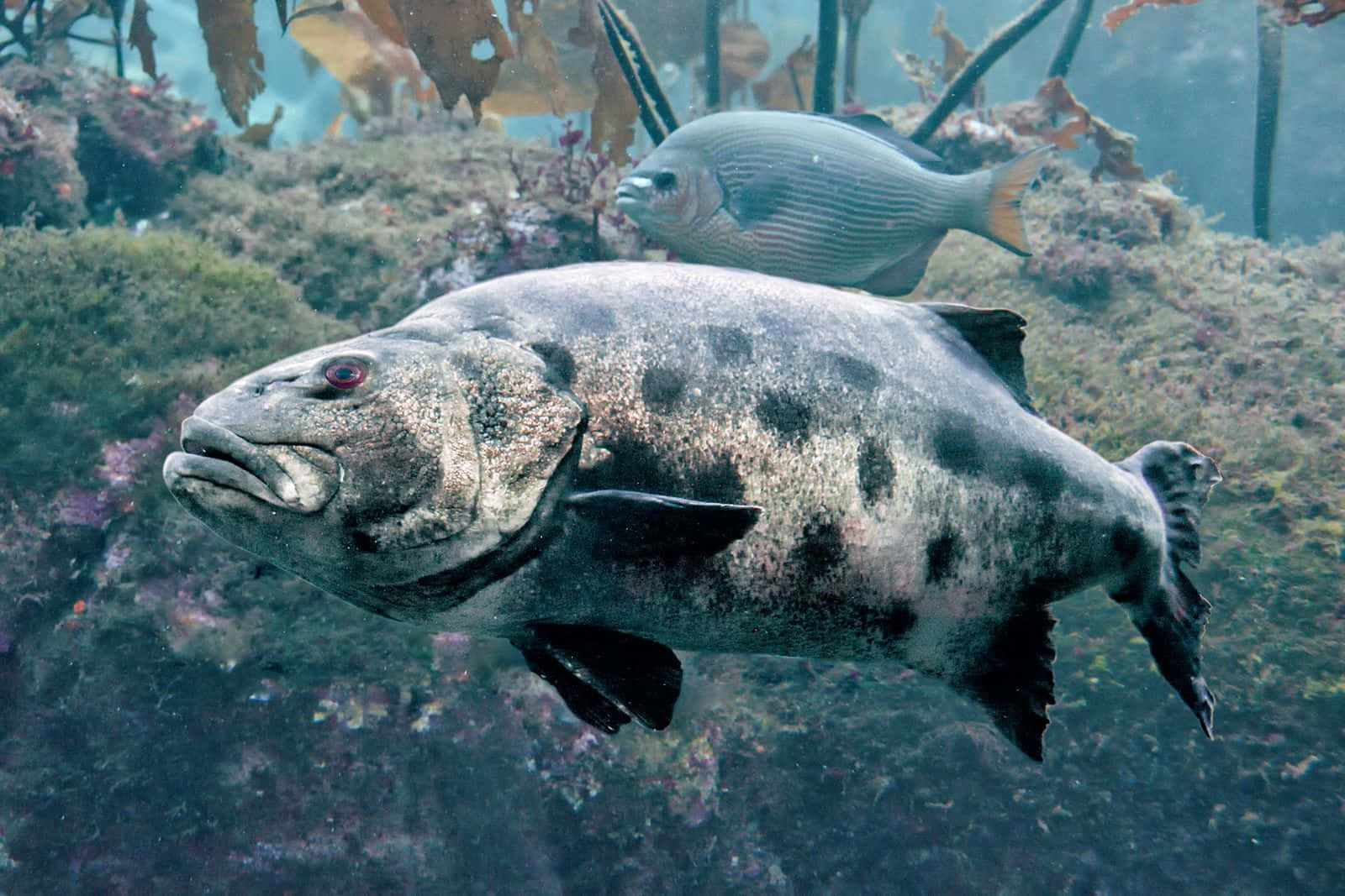 Goliath Grouper, rocky reef, kelp, HD Desktop Wallpaper