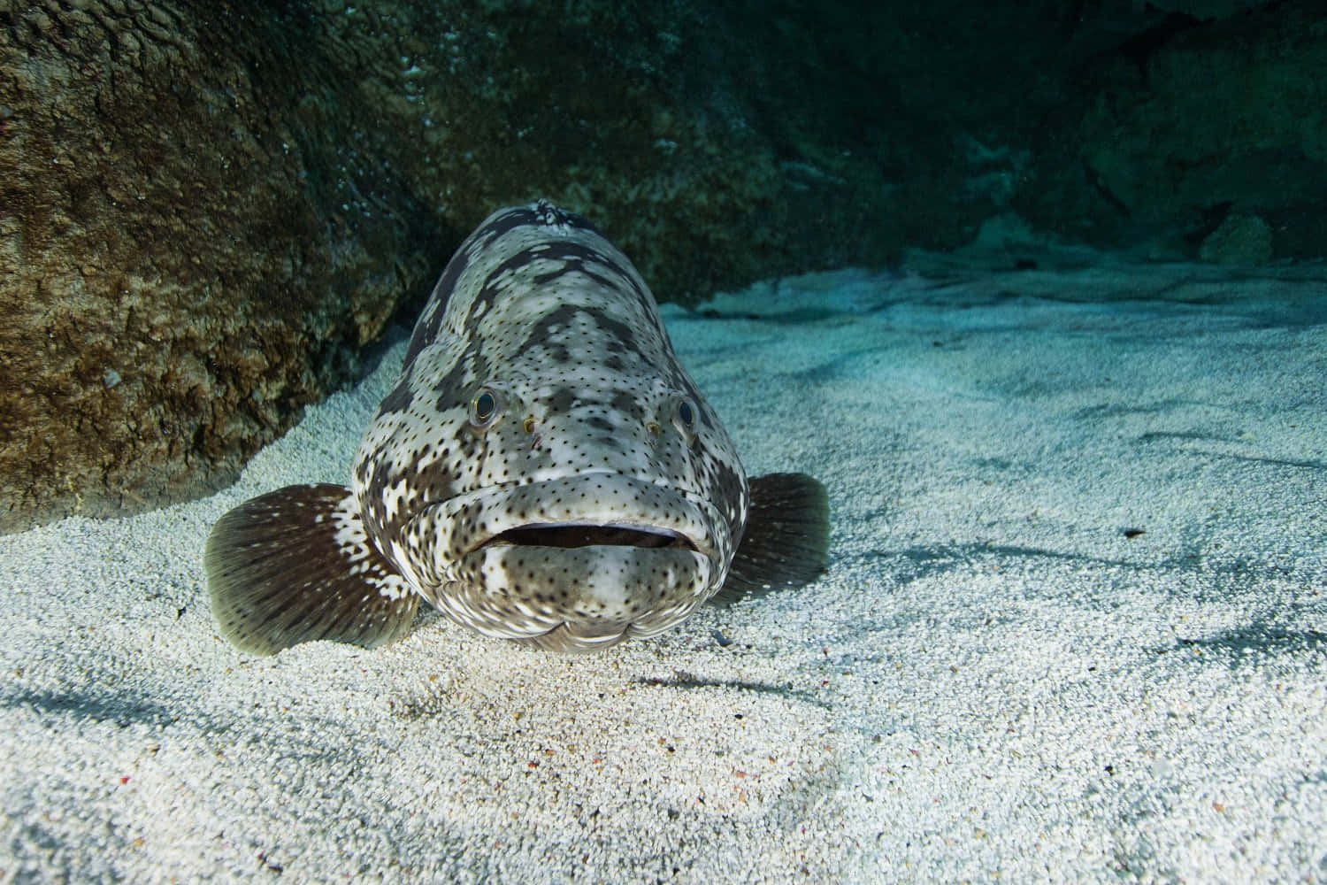 Goliath Grouper, sandy ocean floor, rocky outcrop, HD Desktop Wallpaper