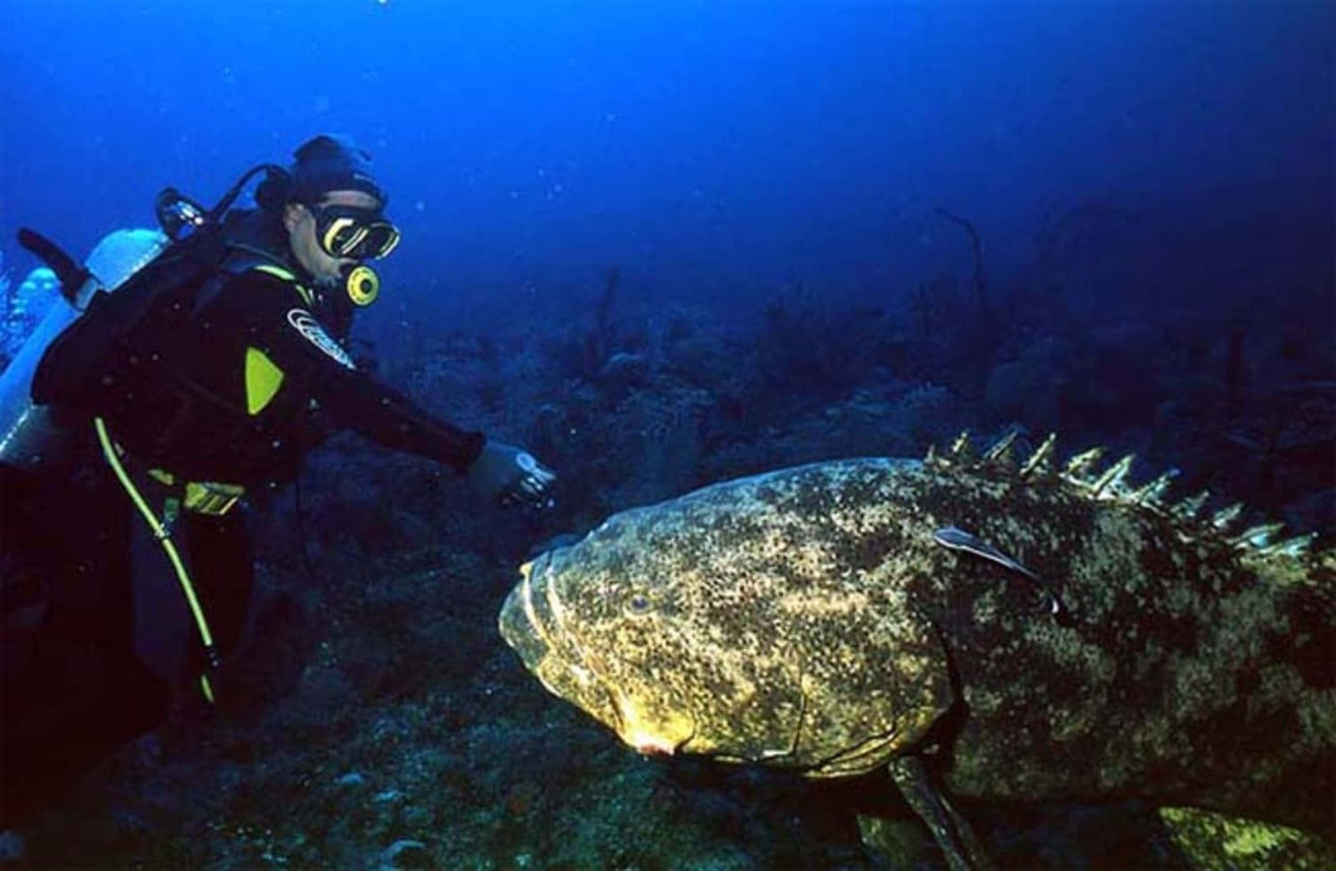 Goliath Grouper, scuba diver, black gear, HD Desktop Wallpaper