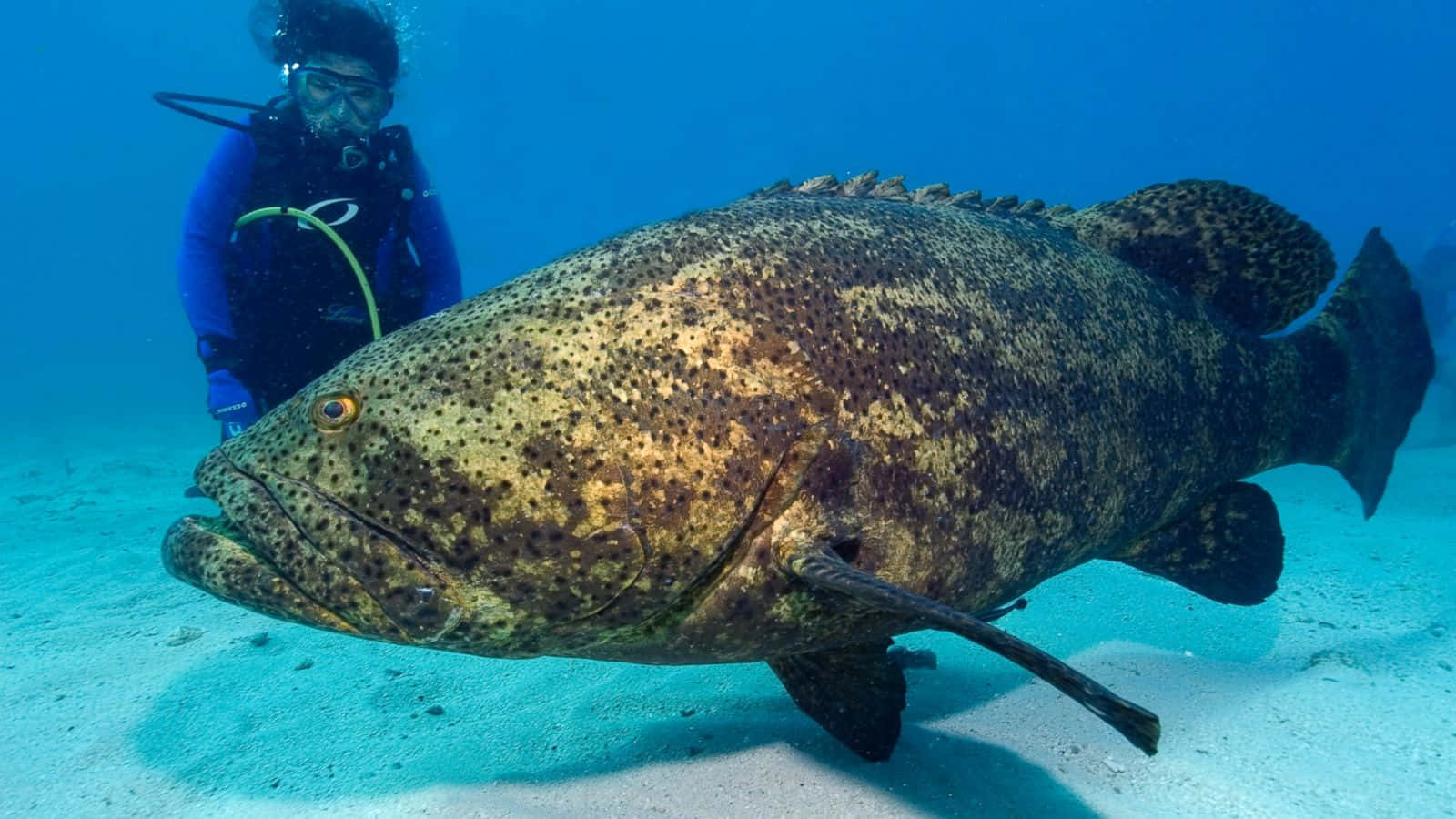 Goliath Grouper, scuba diver, blue gear, HD Desktop Wallpaper
