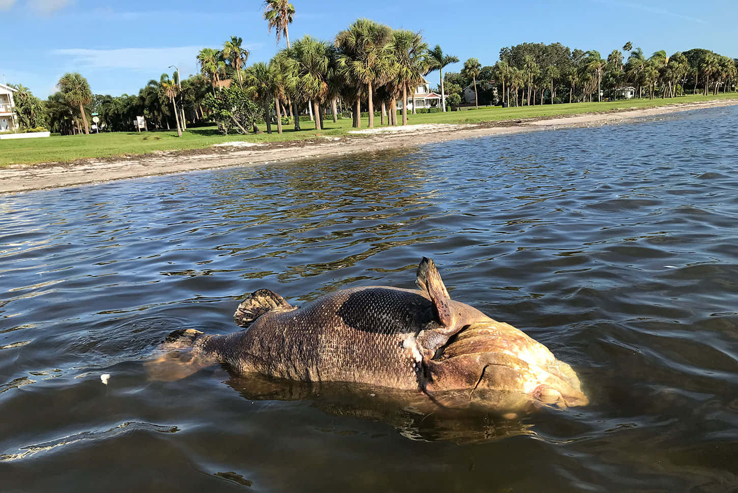 Goliath Grouper, murky water, palm-lined shore, HD Desktop Wallpaper
