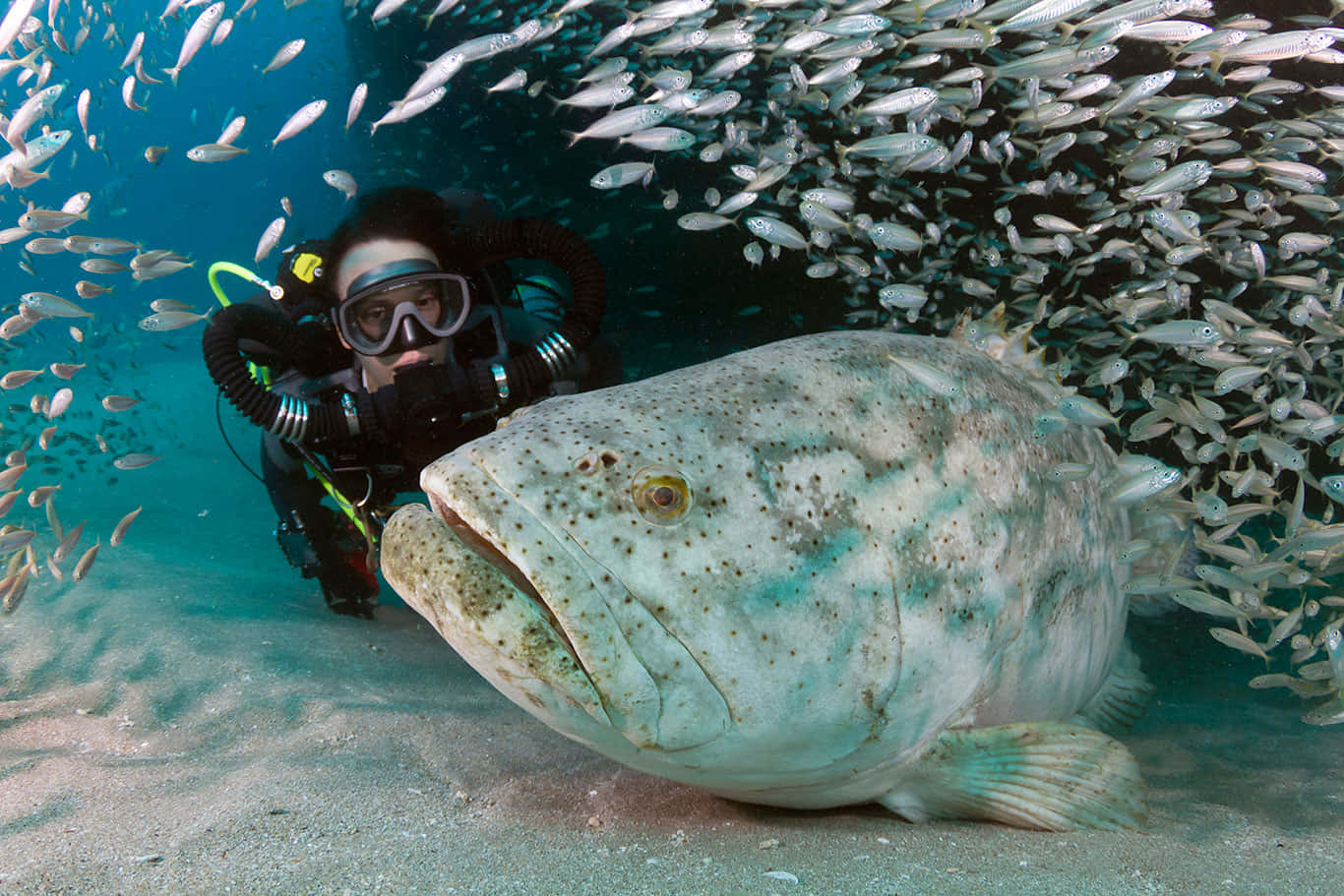 Goliath Grouper, scuba diver, massive spotted grouper, HD Desktop Wallpaper