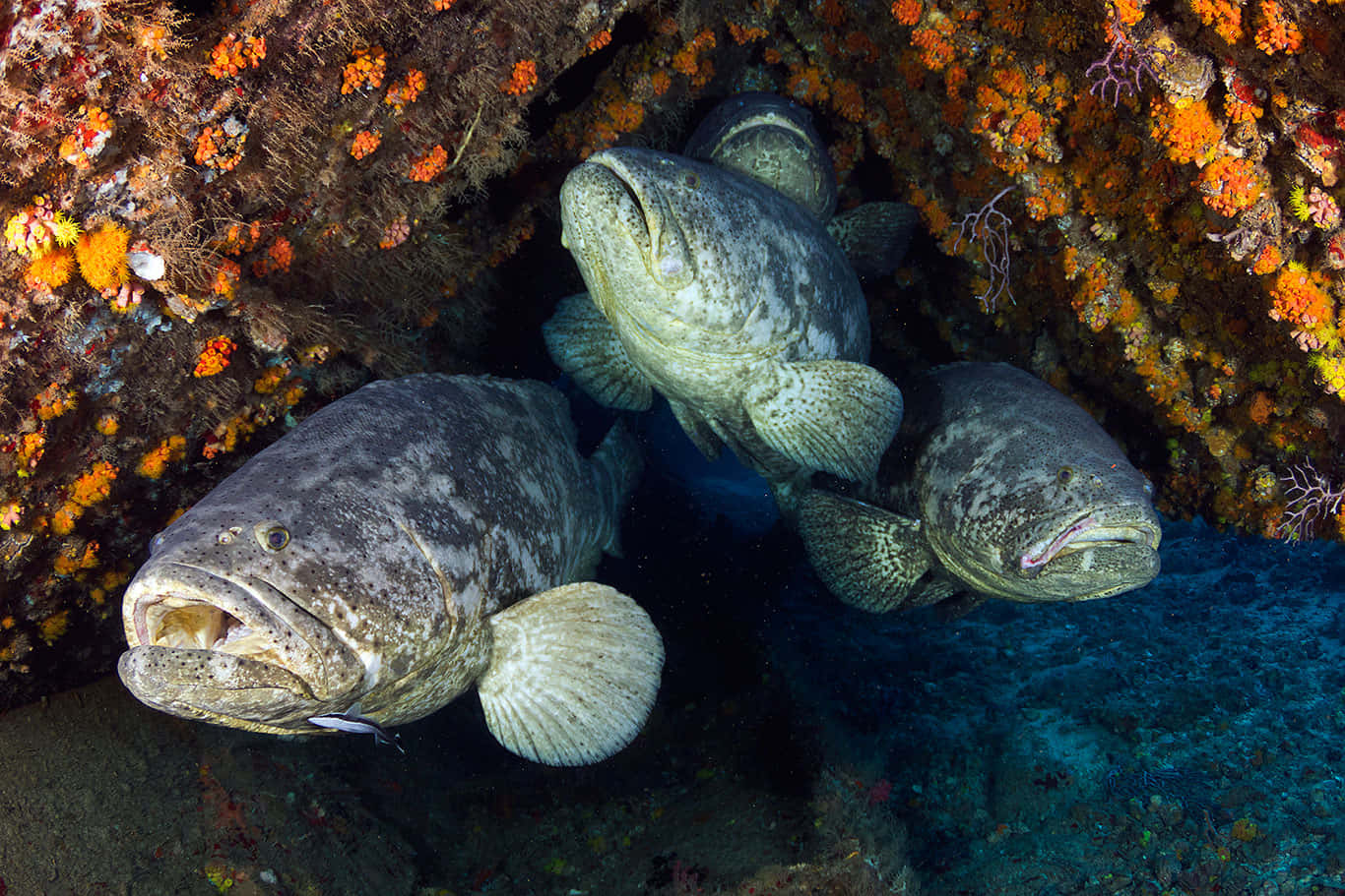 Goliath Grouper, rocky crevice, vibrant orange coral, HD Desktop Wallpaper