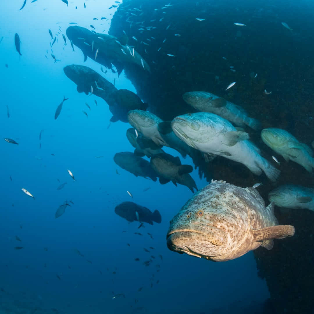 Goliath Grouper, school, underwater, SD Desktop Wallpaper