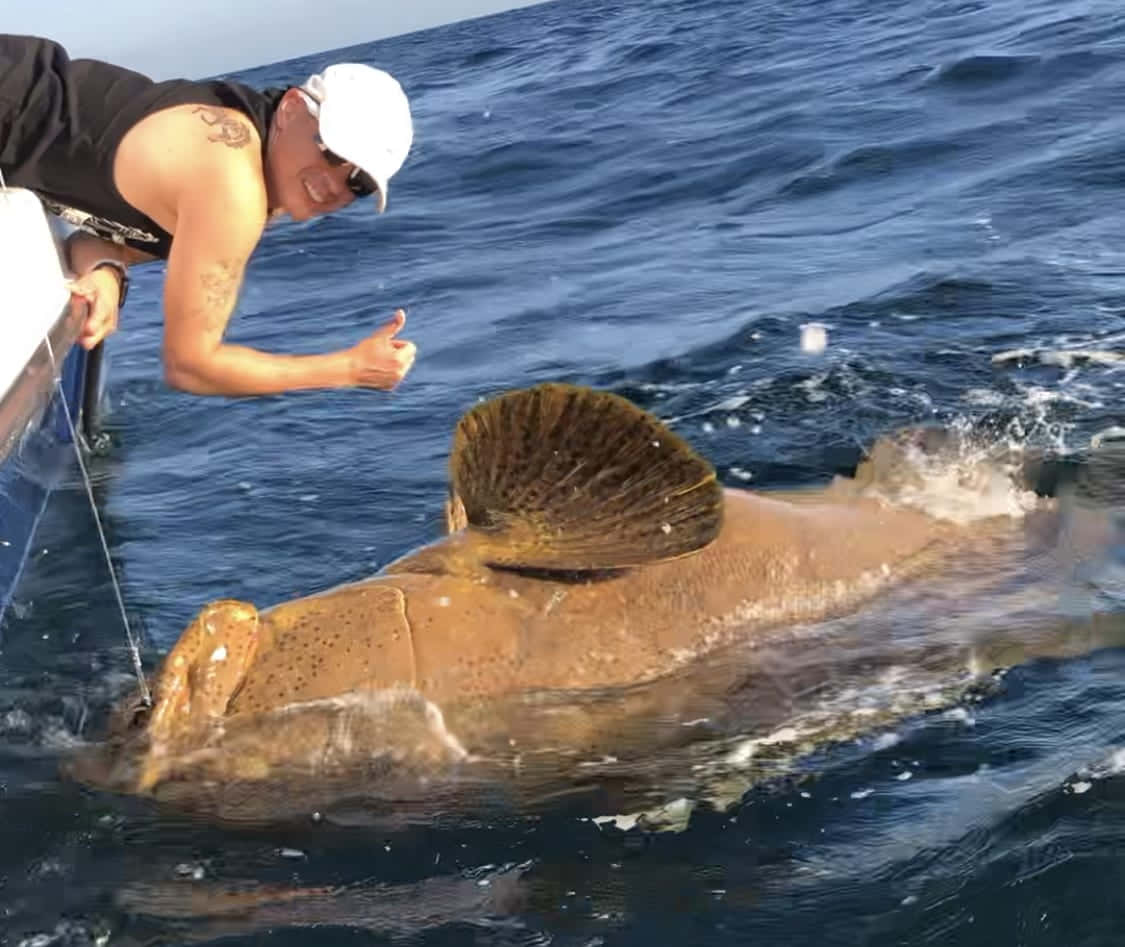 Goliath grouper, white cap, thumbs up, SD Desktop Wallpaper