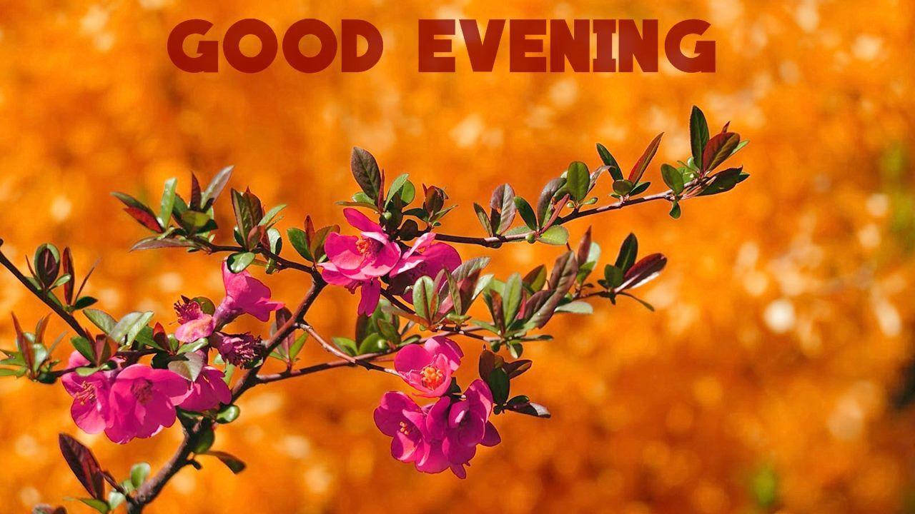 Good Evening, pink blossoms, golden bokeh, HD Desktop Wallpaper