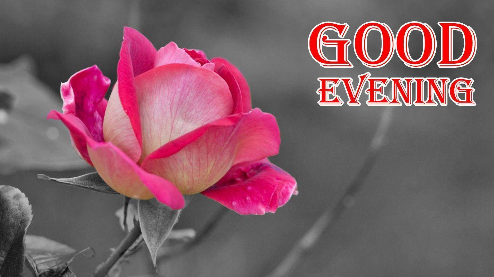 pink rose, Good Evening, monochrome garden, Full HD Desktop Wallpaper