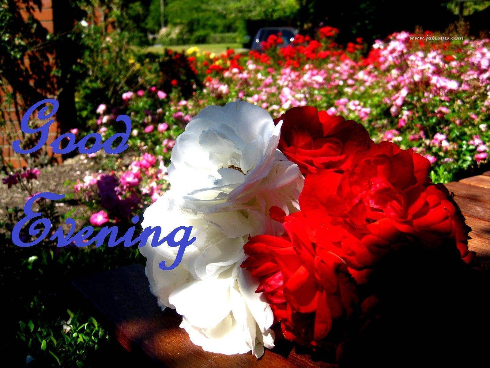 Good Evening Flower Bed, white and red rose bloom, wooden surface, HD Desktop Wallpaper