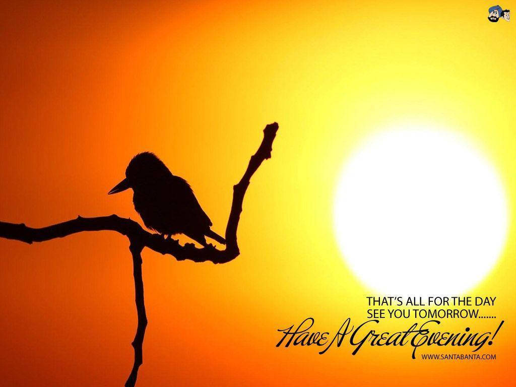 Good Evening, bird silhouette, branch, SD Desktop Wallpaper