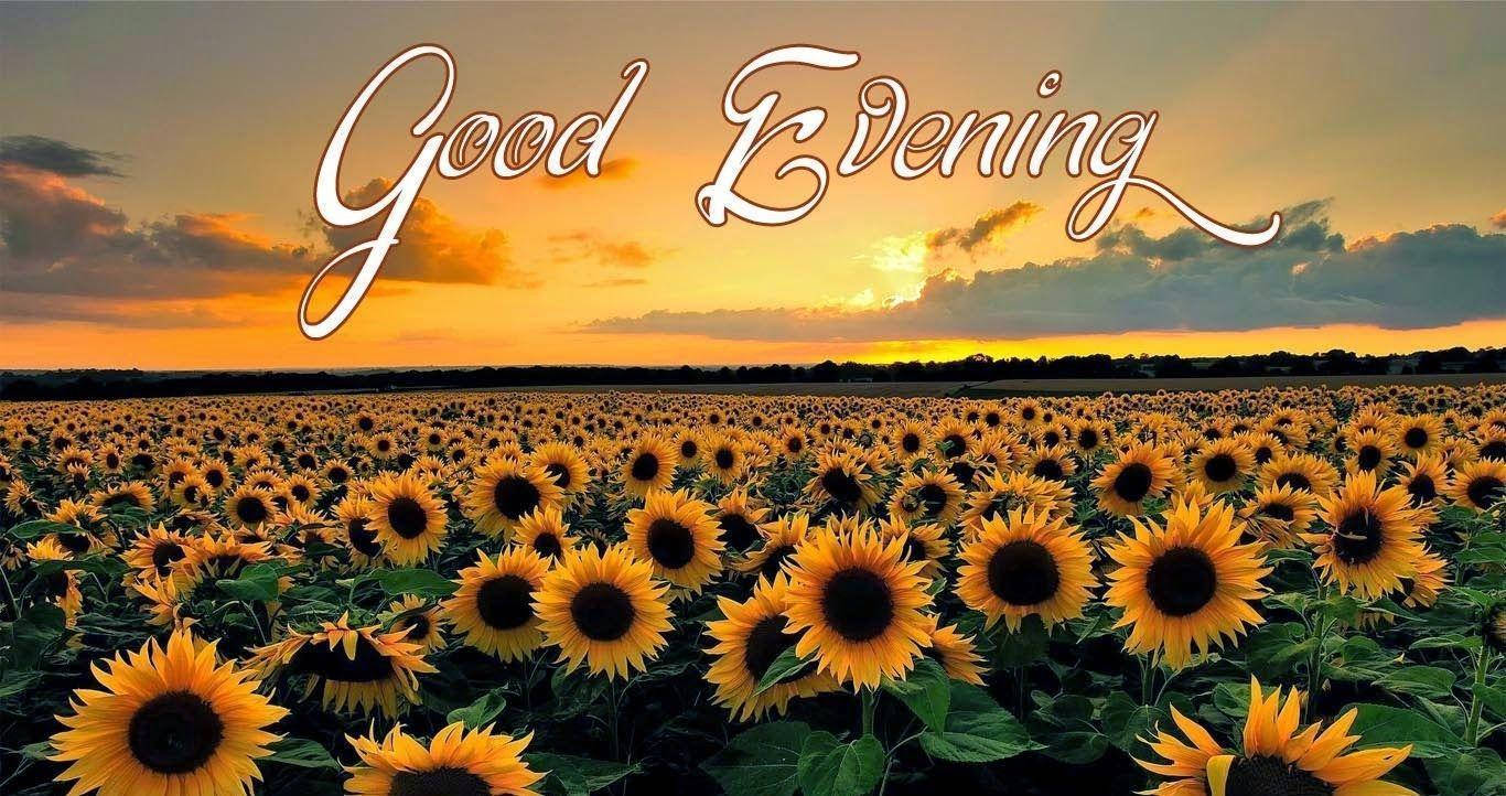 Good Evening, sunflower field, sunset sky, HD Desktop Wallpaper